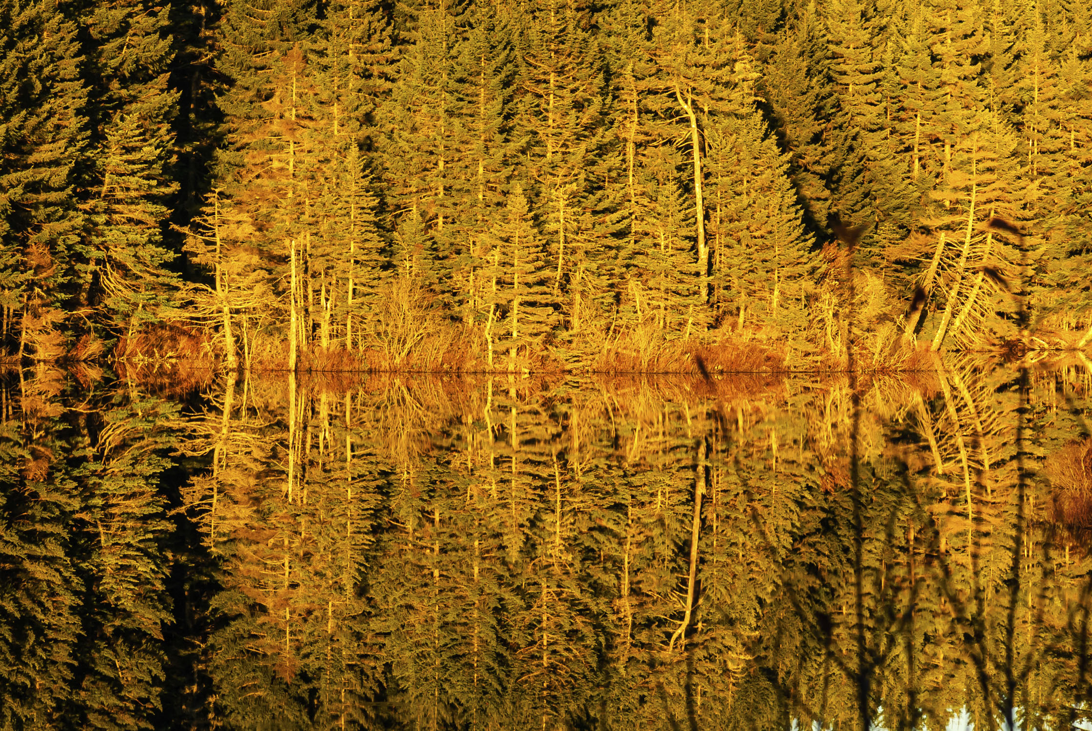 Trees reflected in calm water, Downeast Maine