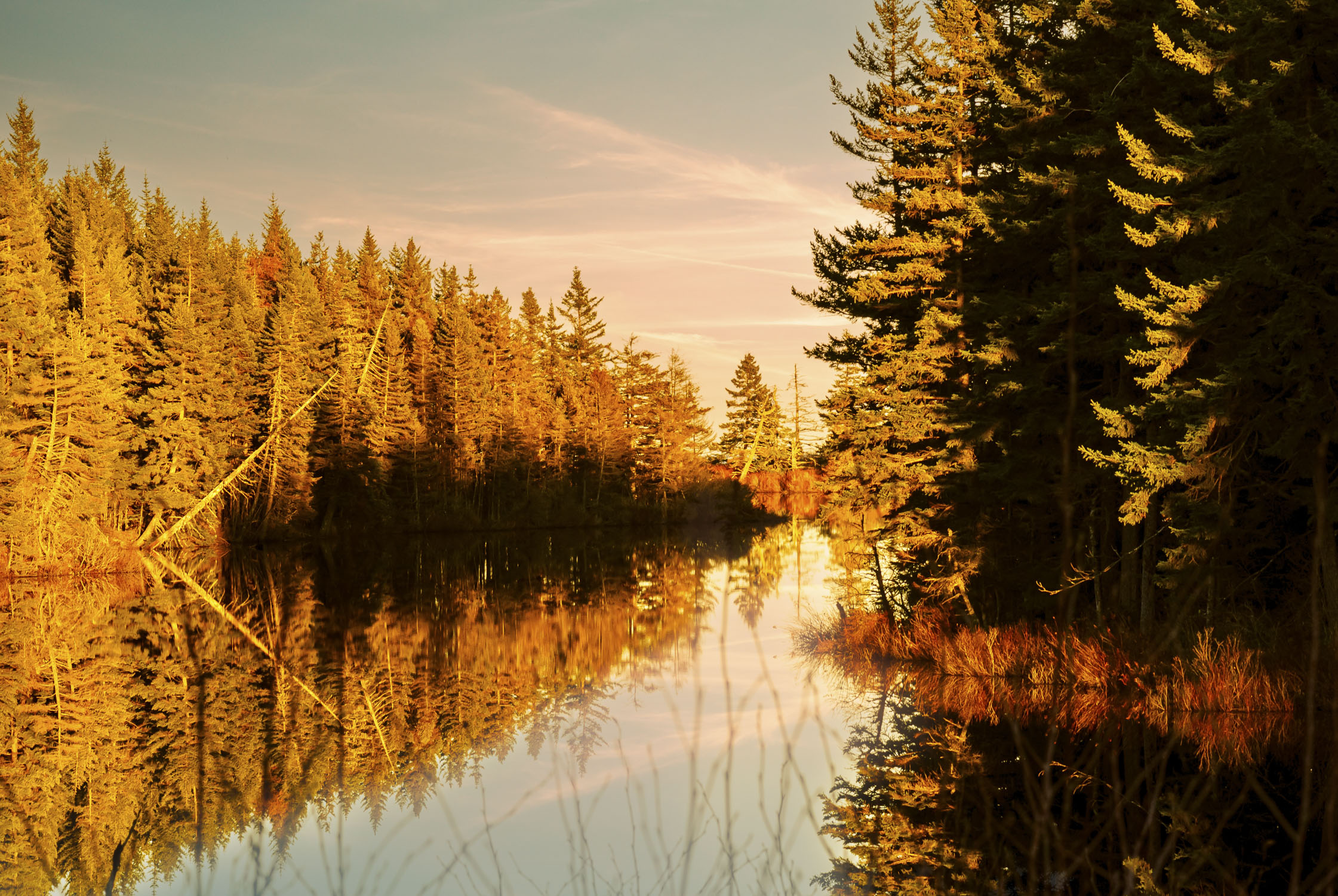 Trees reflected in calm water, Downeast Maine