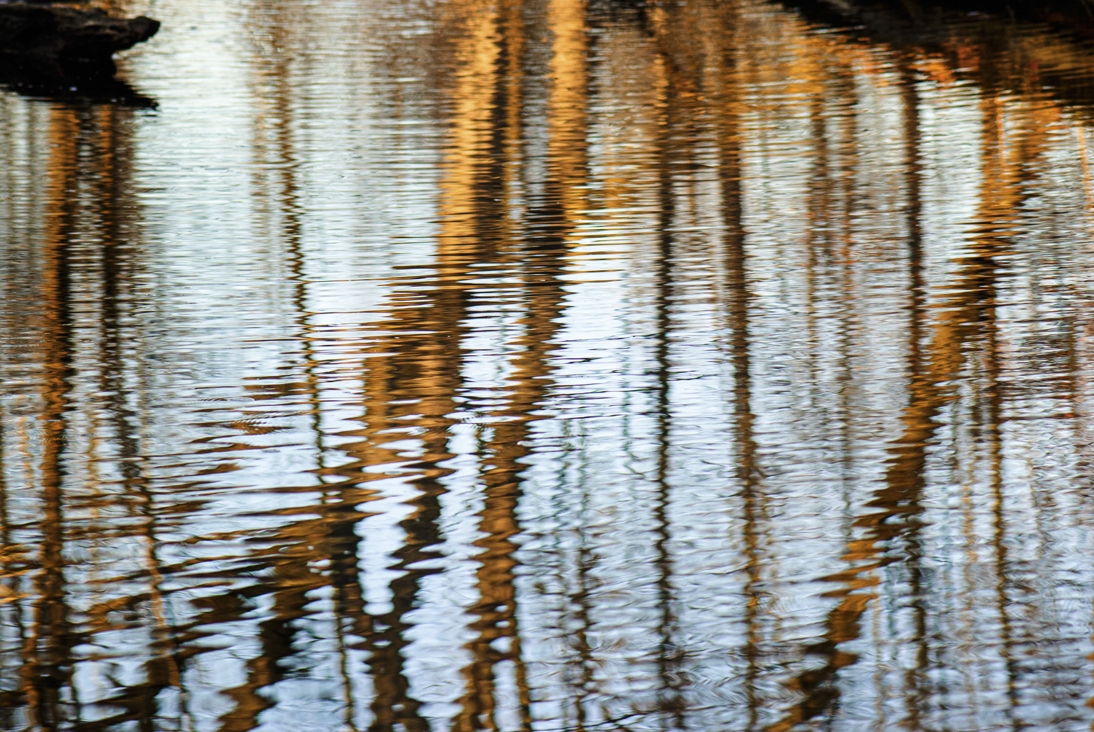 trees reflected in ripling water