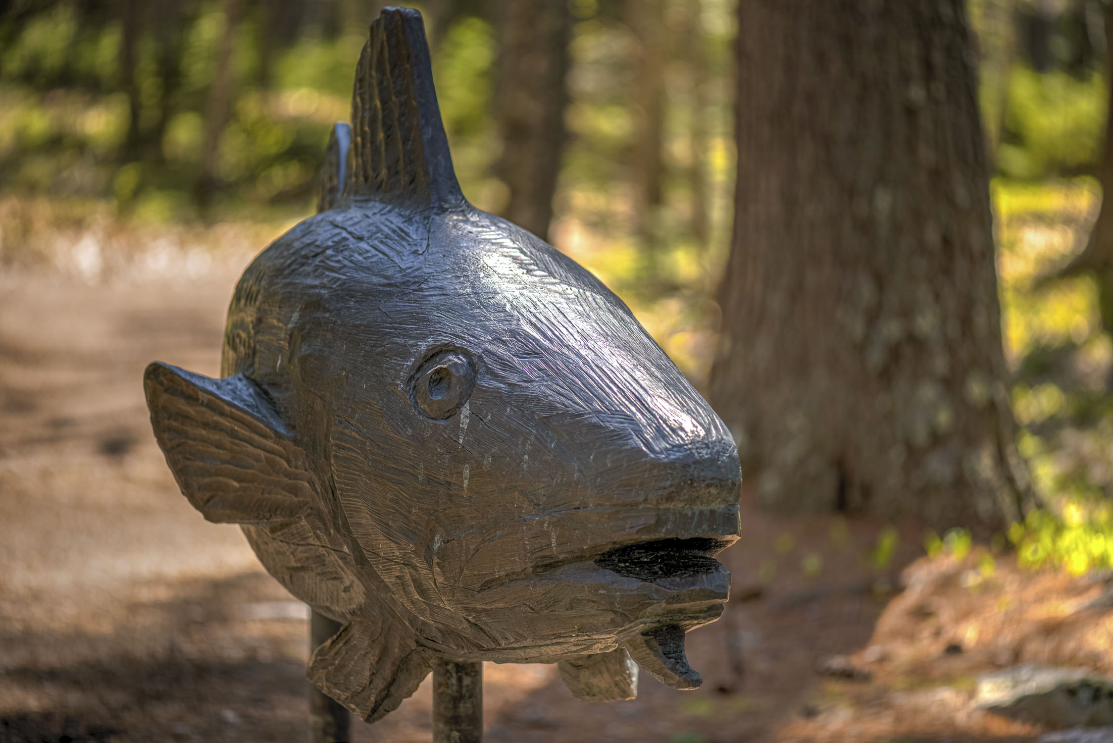 The Cod Father at Maine Botanical Garden