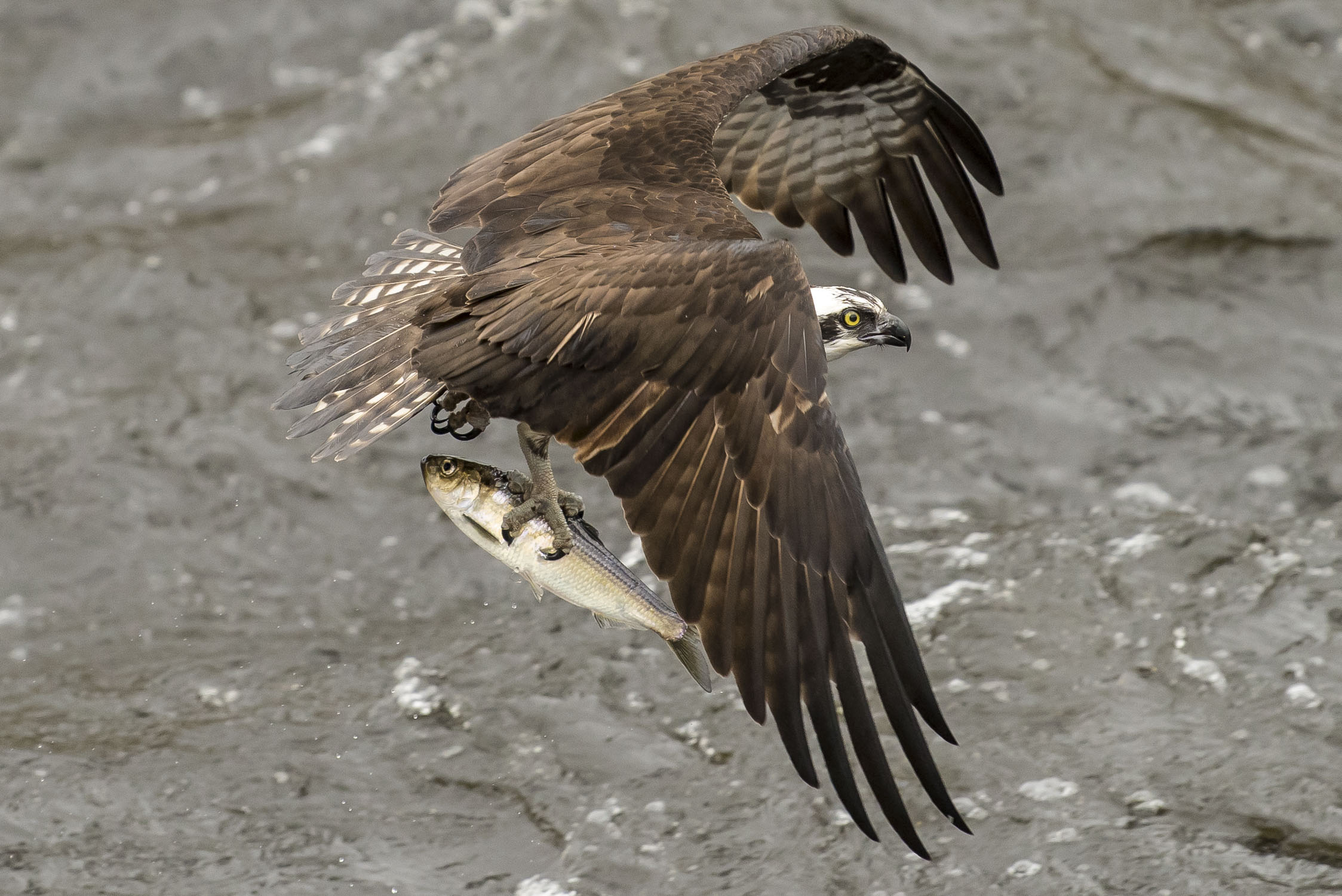 Osprey carrying a fish