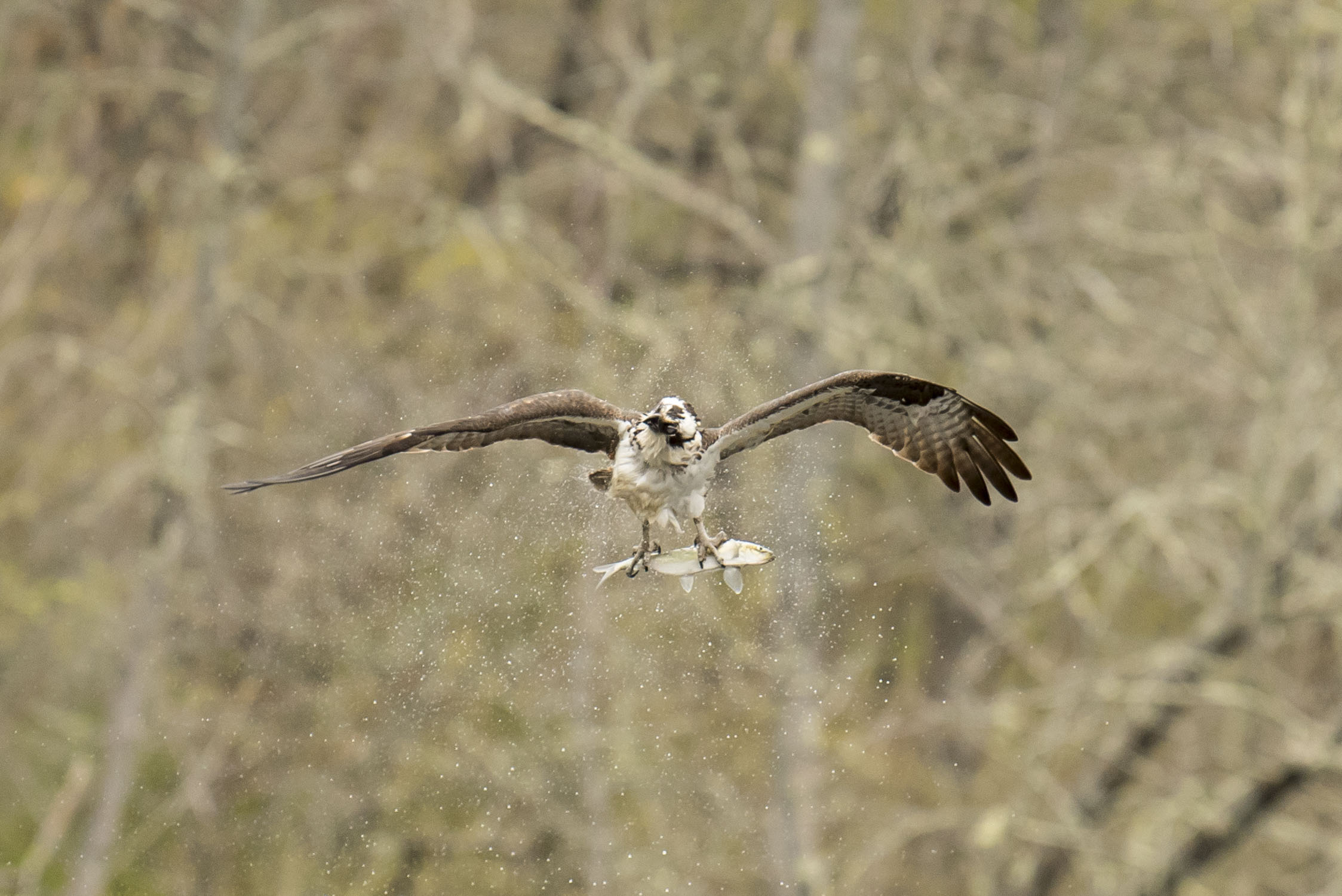 Osprey shaking off water after catching a fish