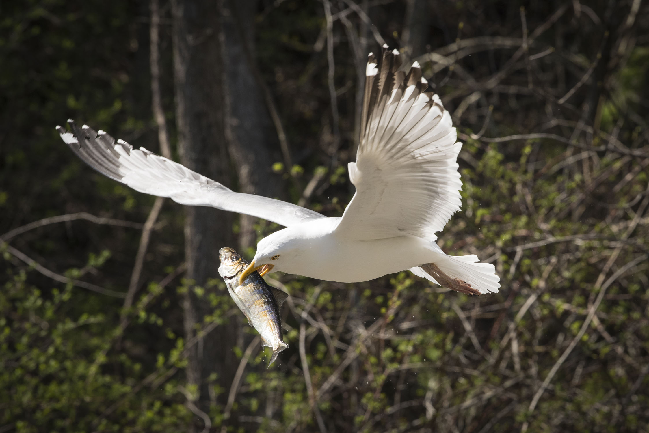 Gull flying with a fish