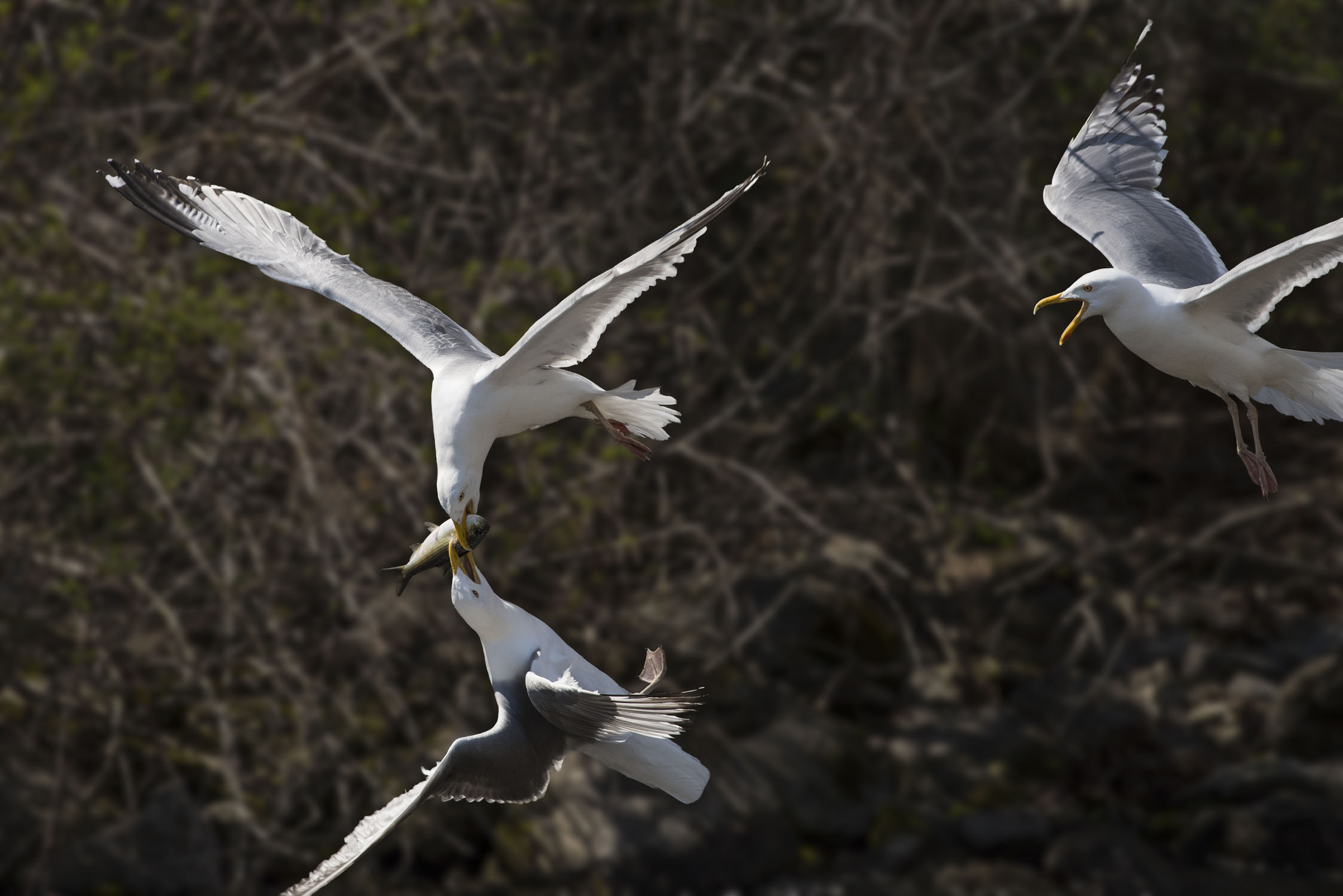 A gull trying to steal a fish from another gull with a 3rd gull watching