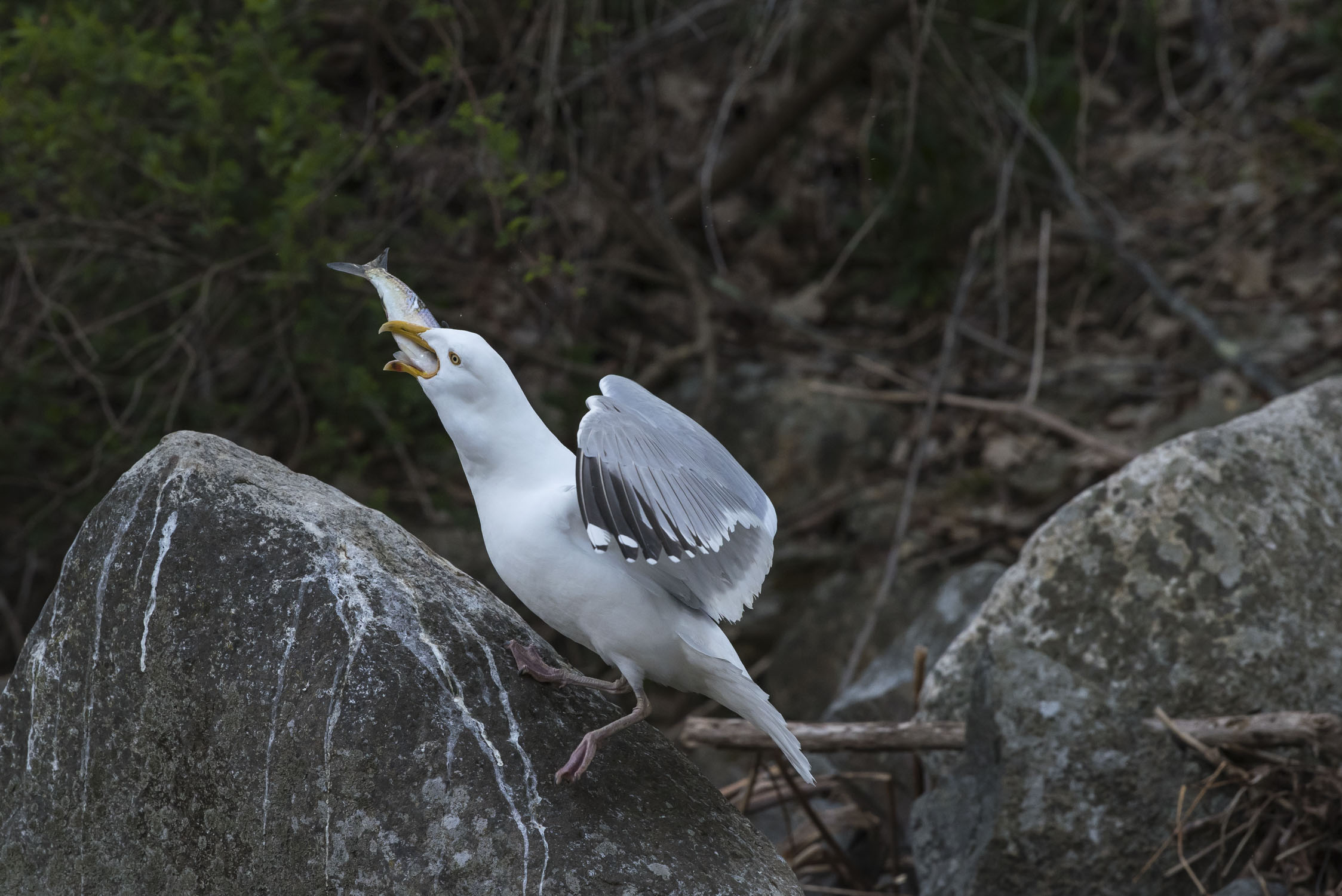 Gull swallowing a fish whole