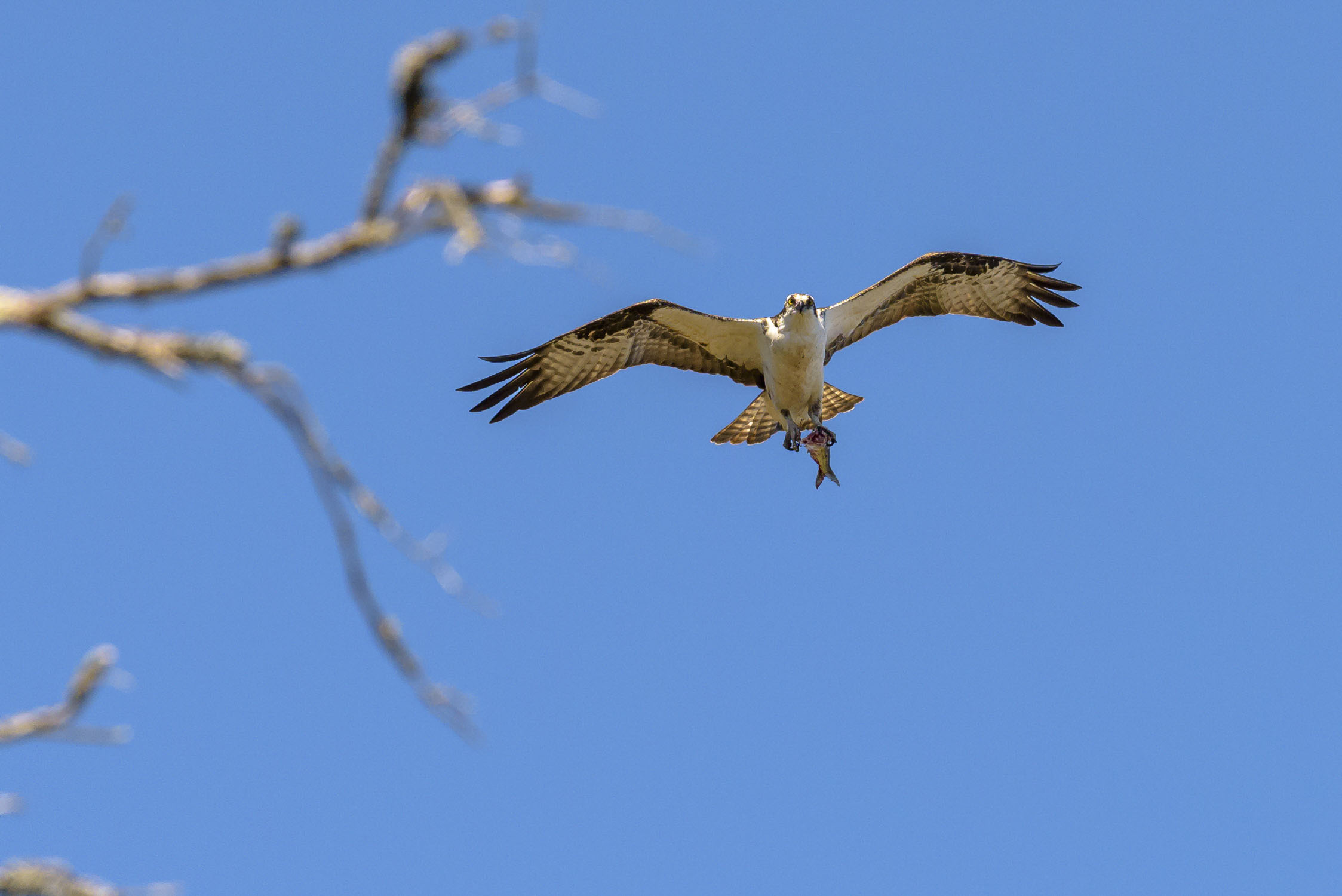 Osprey flying with a headless fish