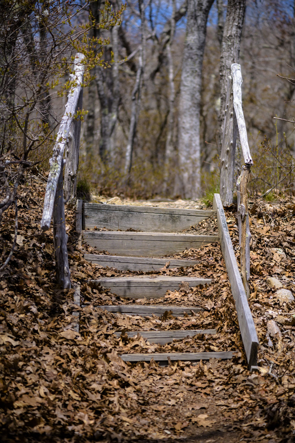 A small set of stairs in the woods, with leaves. Massachusetts.