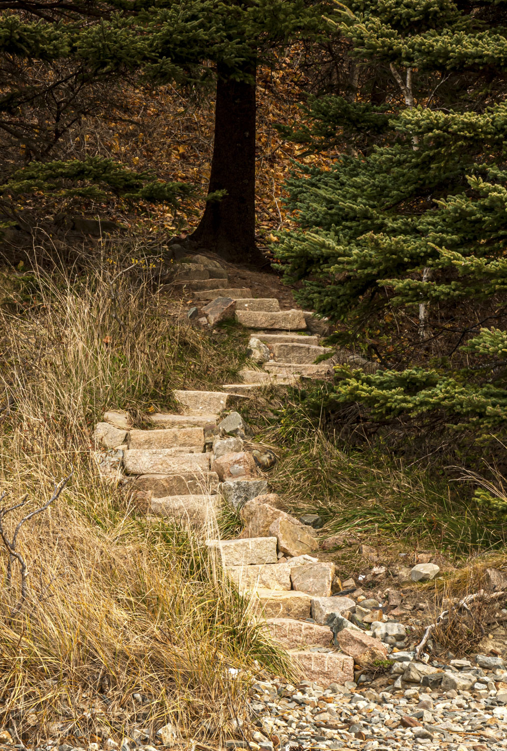 A rough stone stairway going up to a tree. Maine.