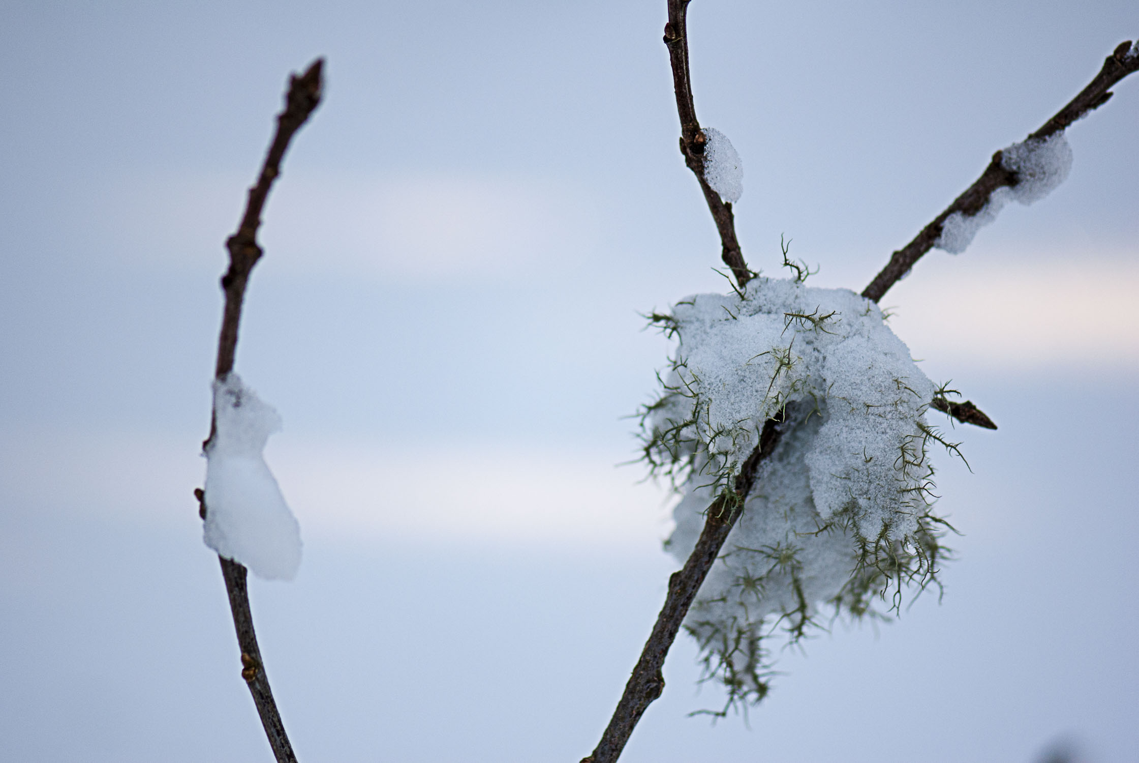 Lichen on a branch, with everything covered in snow