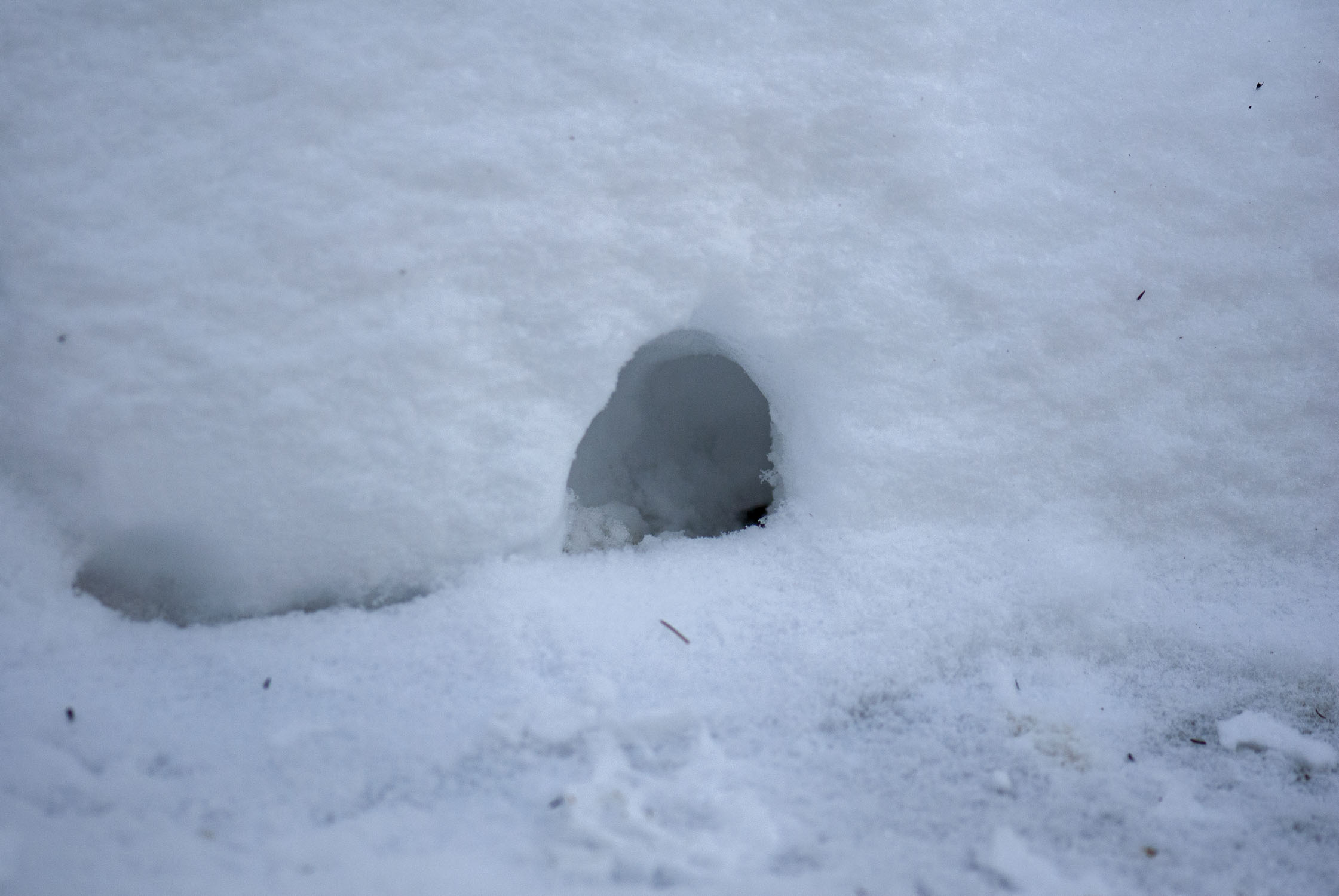 A little tunnel in the snow