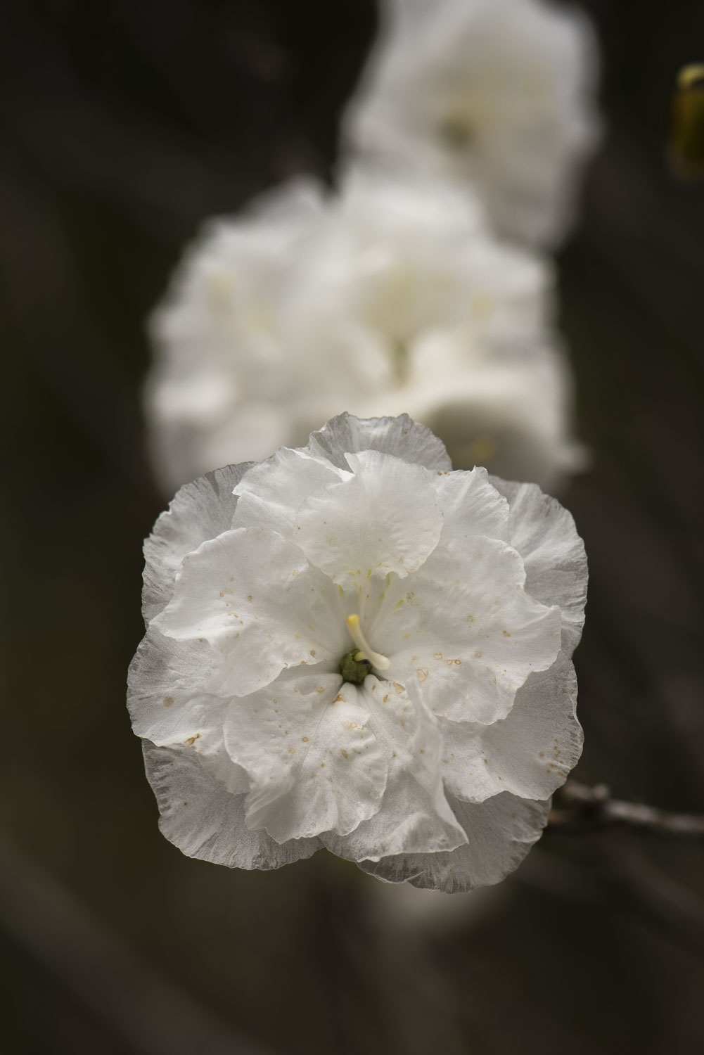 3 white flowers fading into the distance