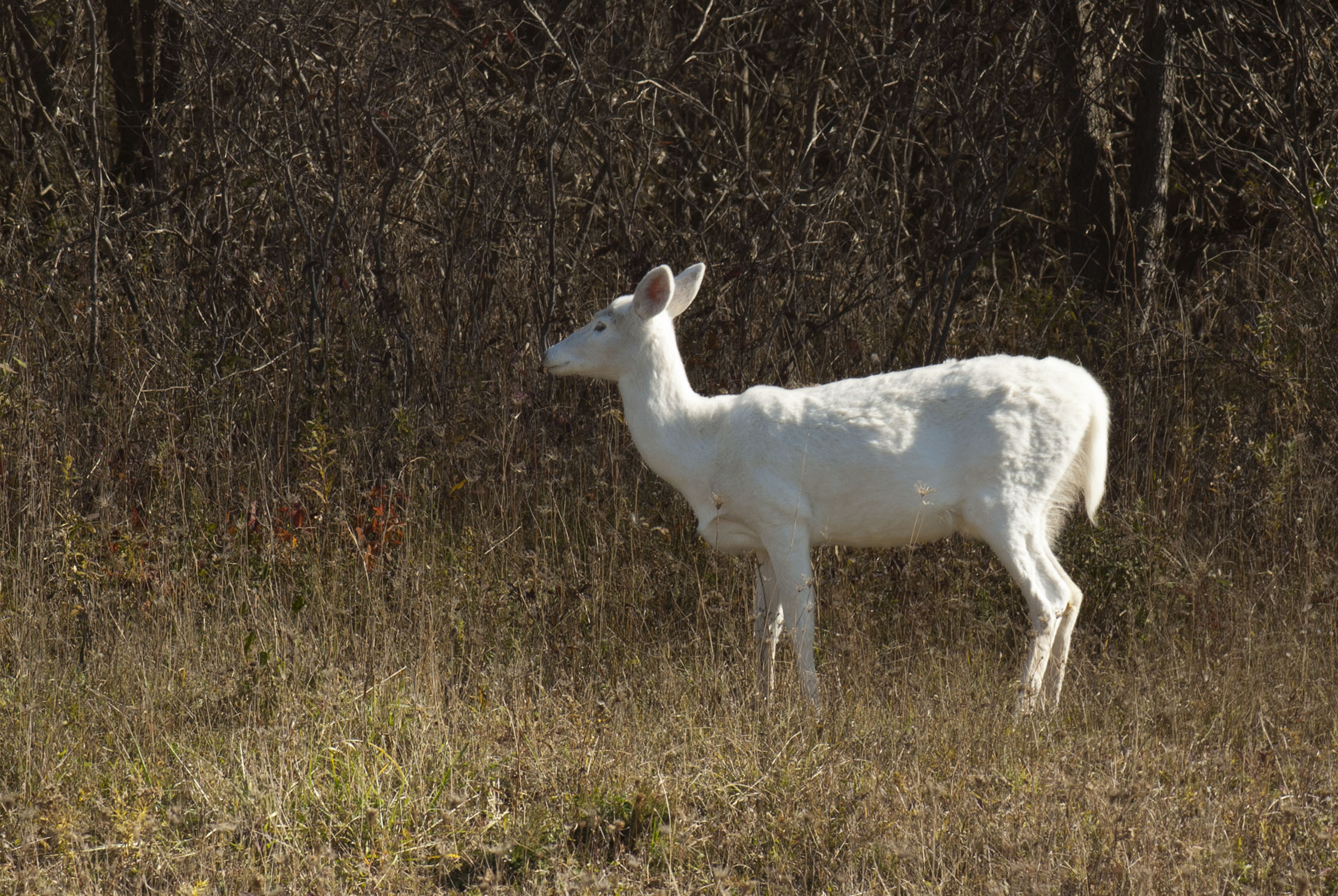 A white deer in a field