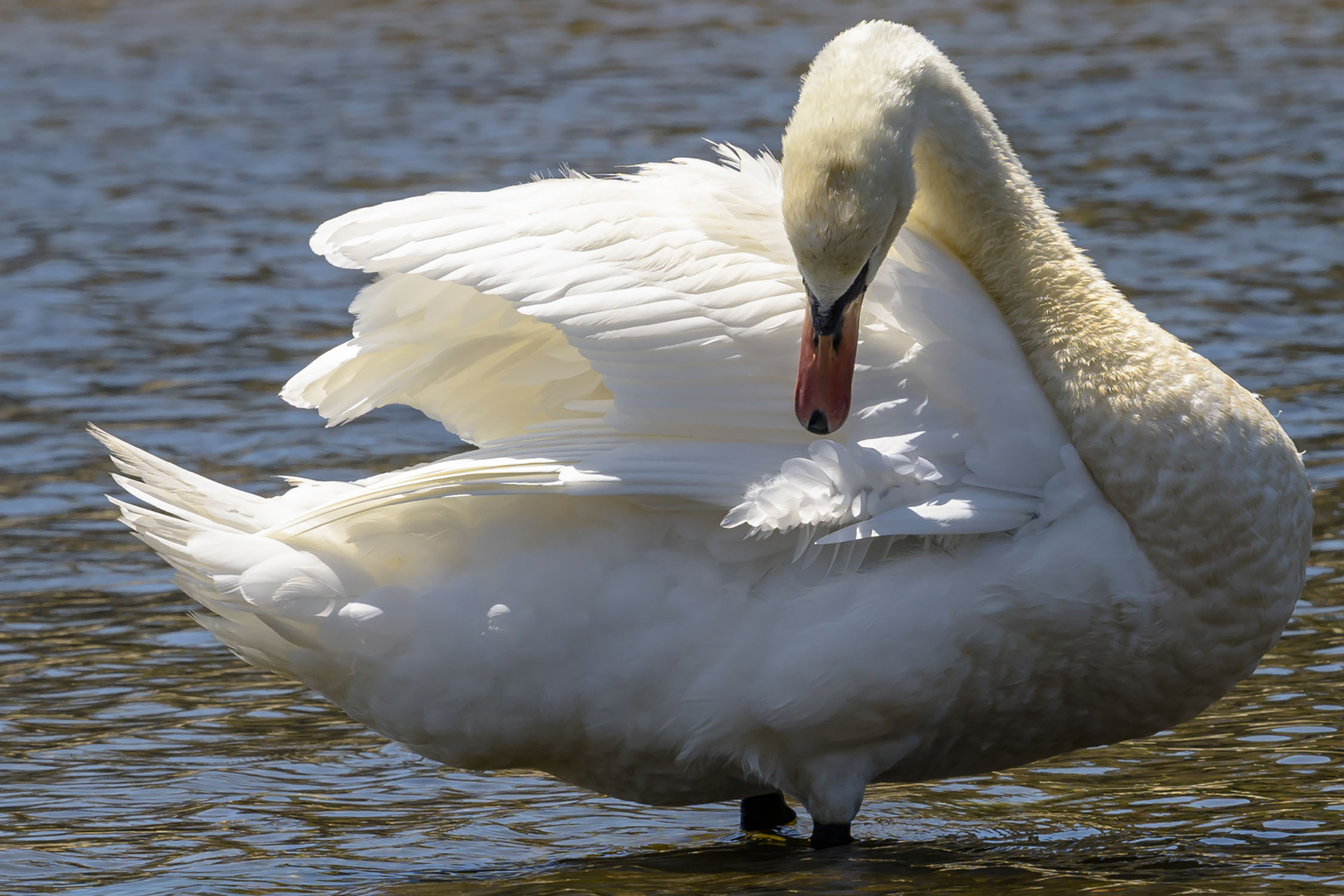 A swan doing some grooming