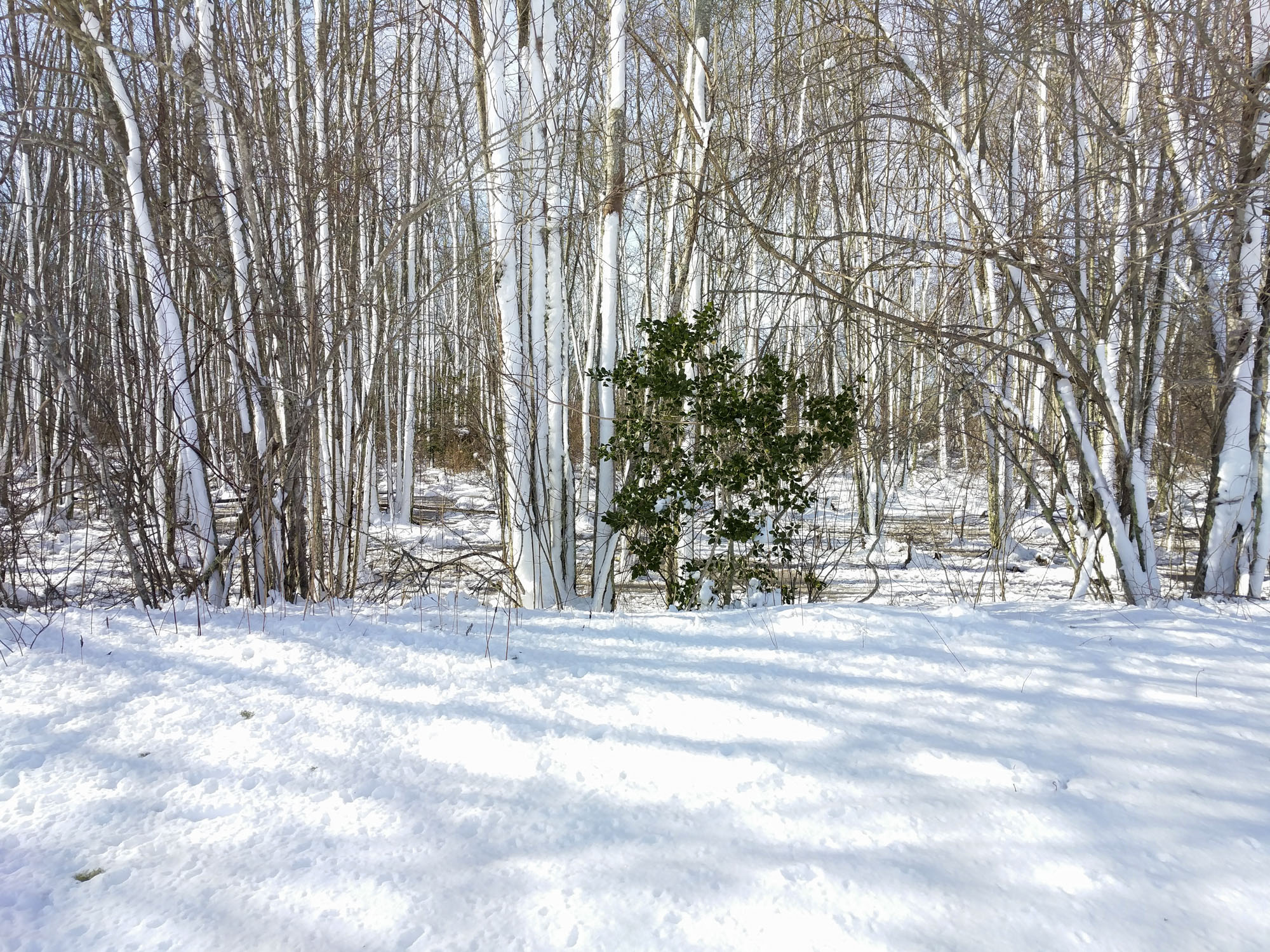 A green holly bush at the edge of a grove of trees that are covered with snow