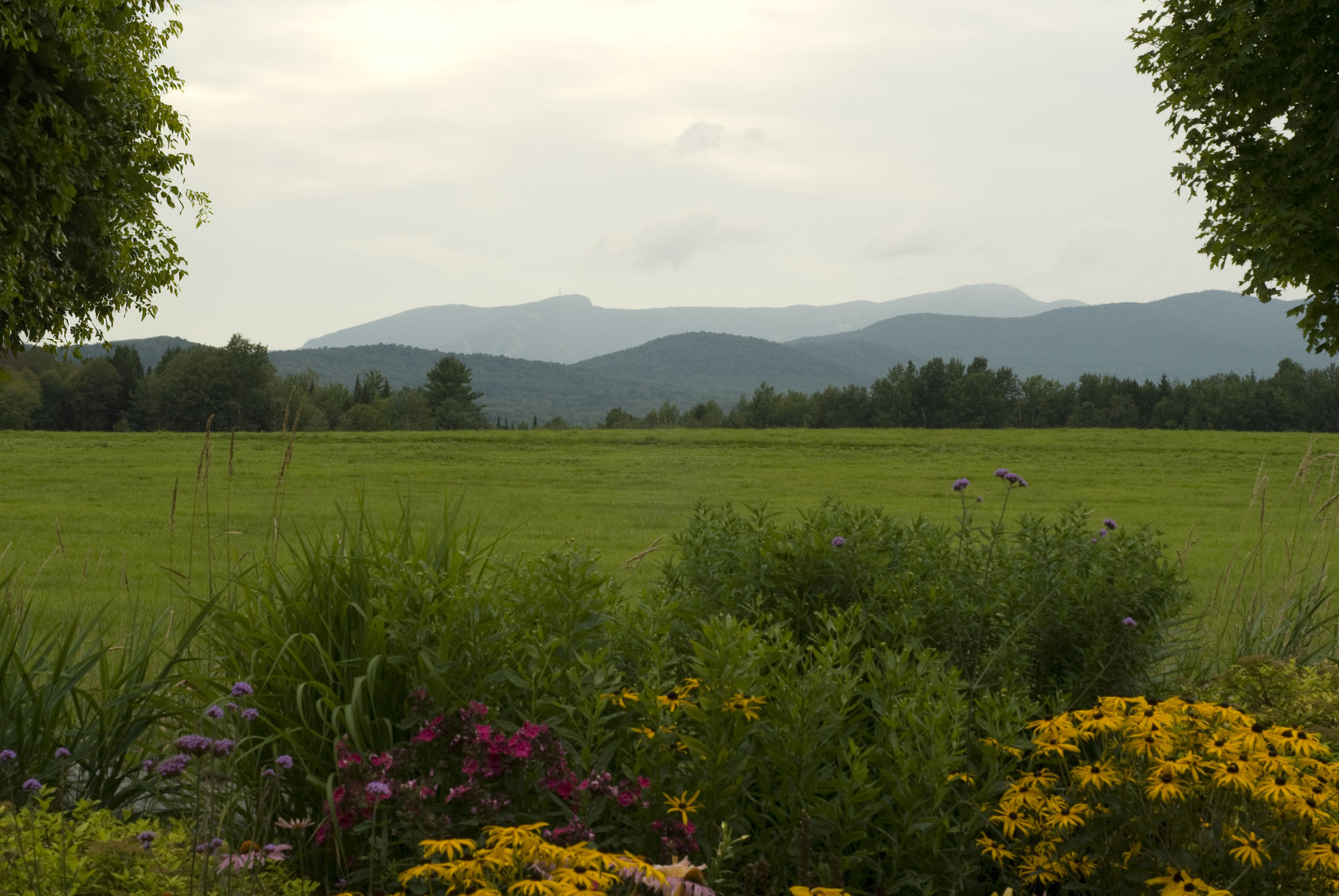 planted flowers in the foreground with a field and then mountains