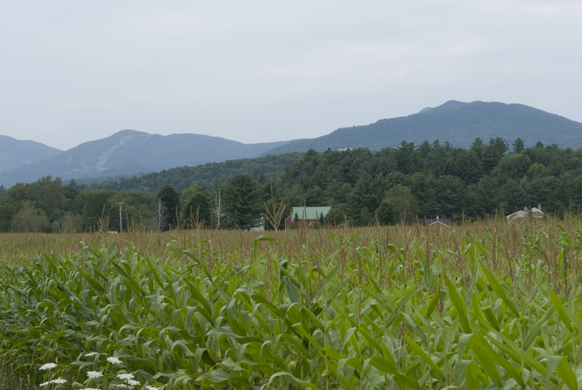 a corn field