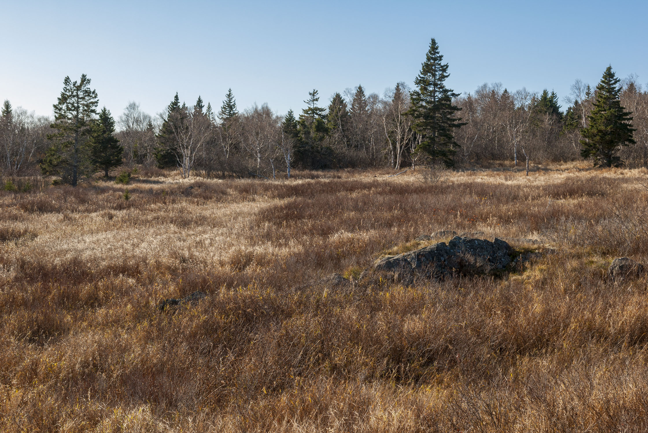 a field in Maine in late autumn with a rock, pines, and barren trees