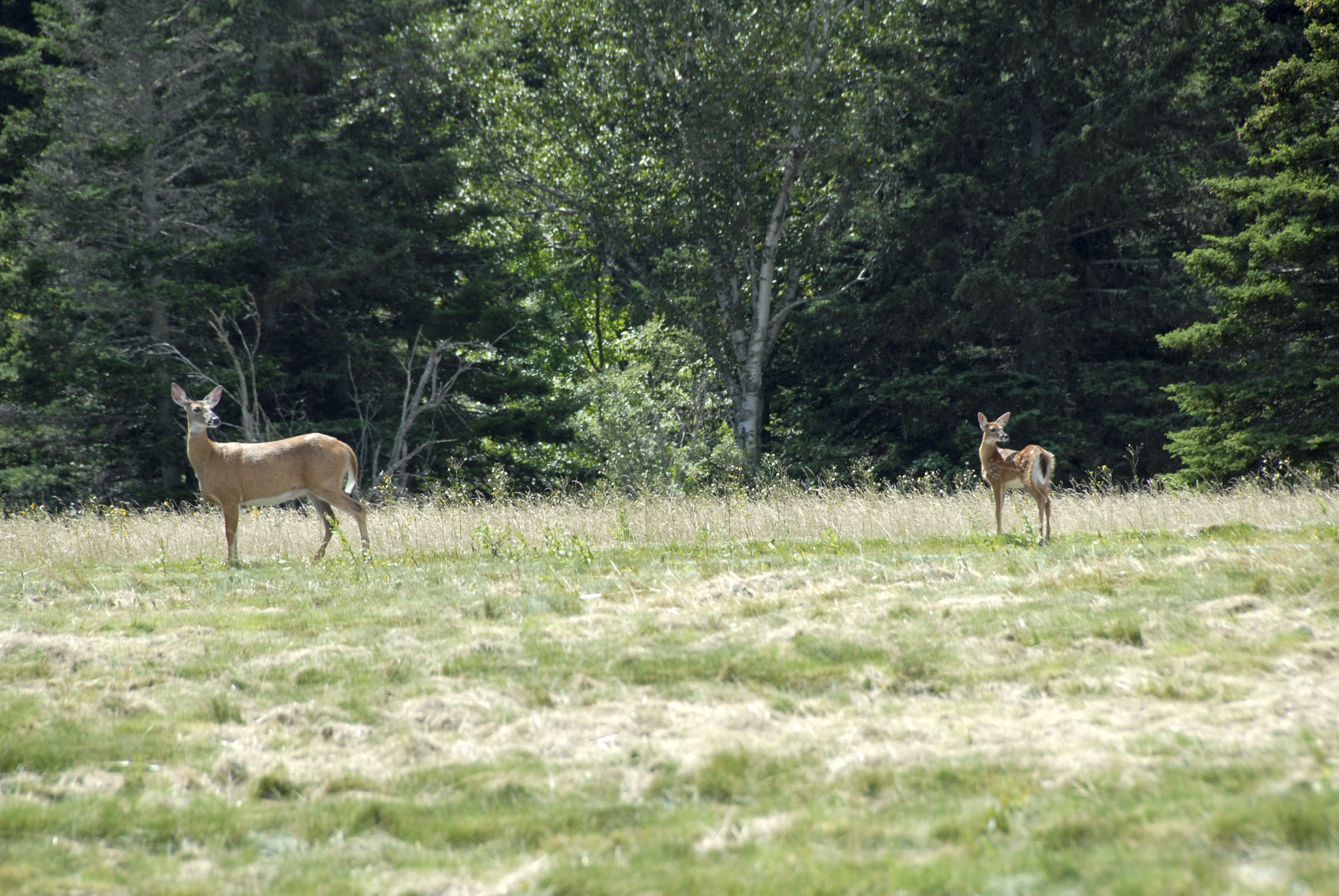 two deer in a field