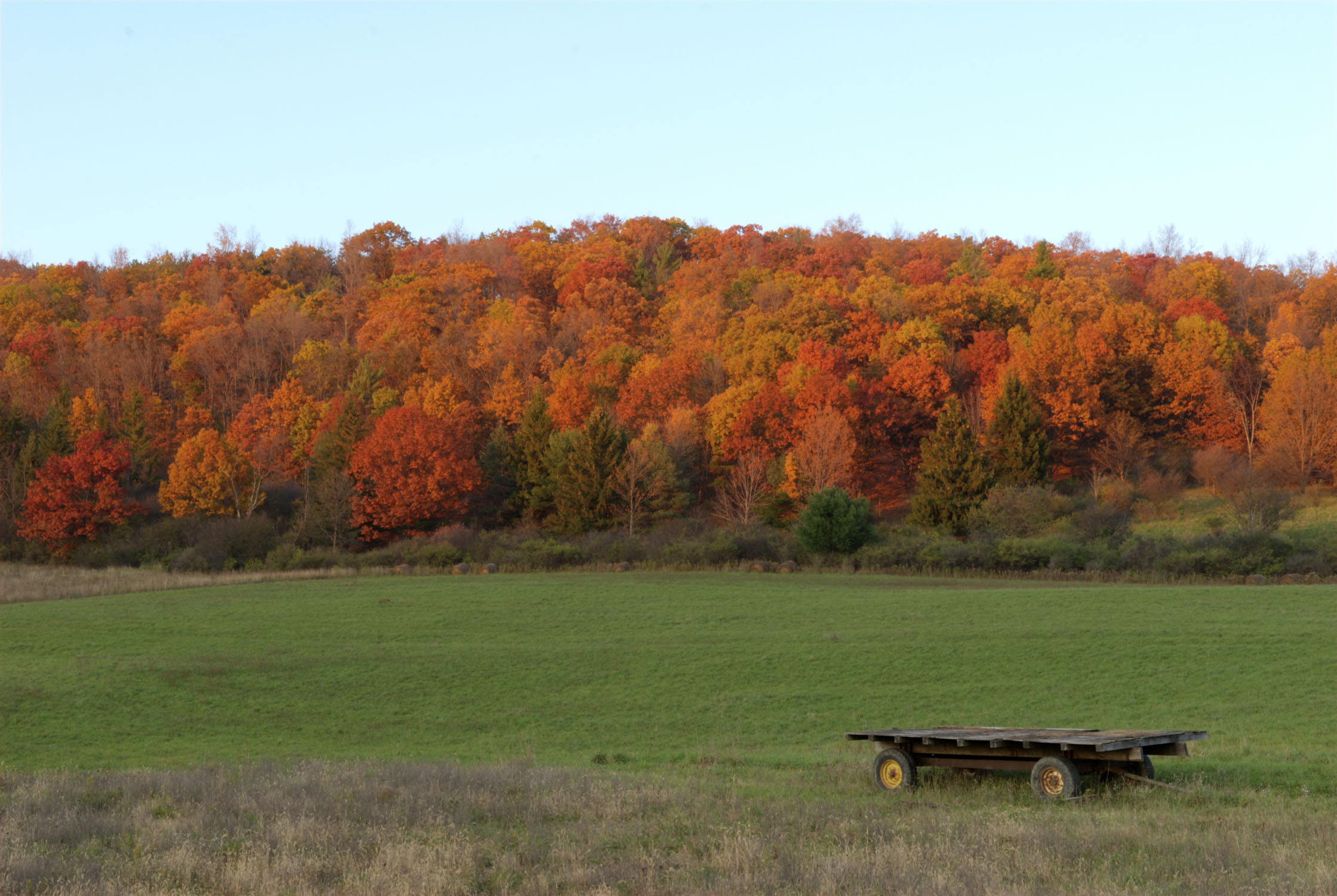 a field with a wagon in front of trees full of brilliant fall foliage