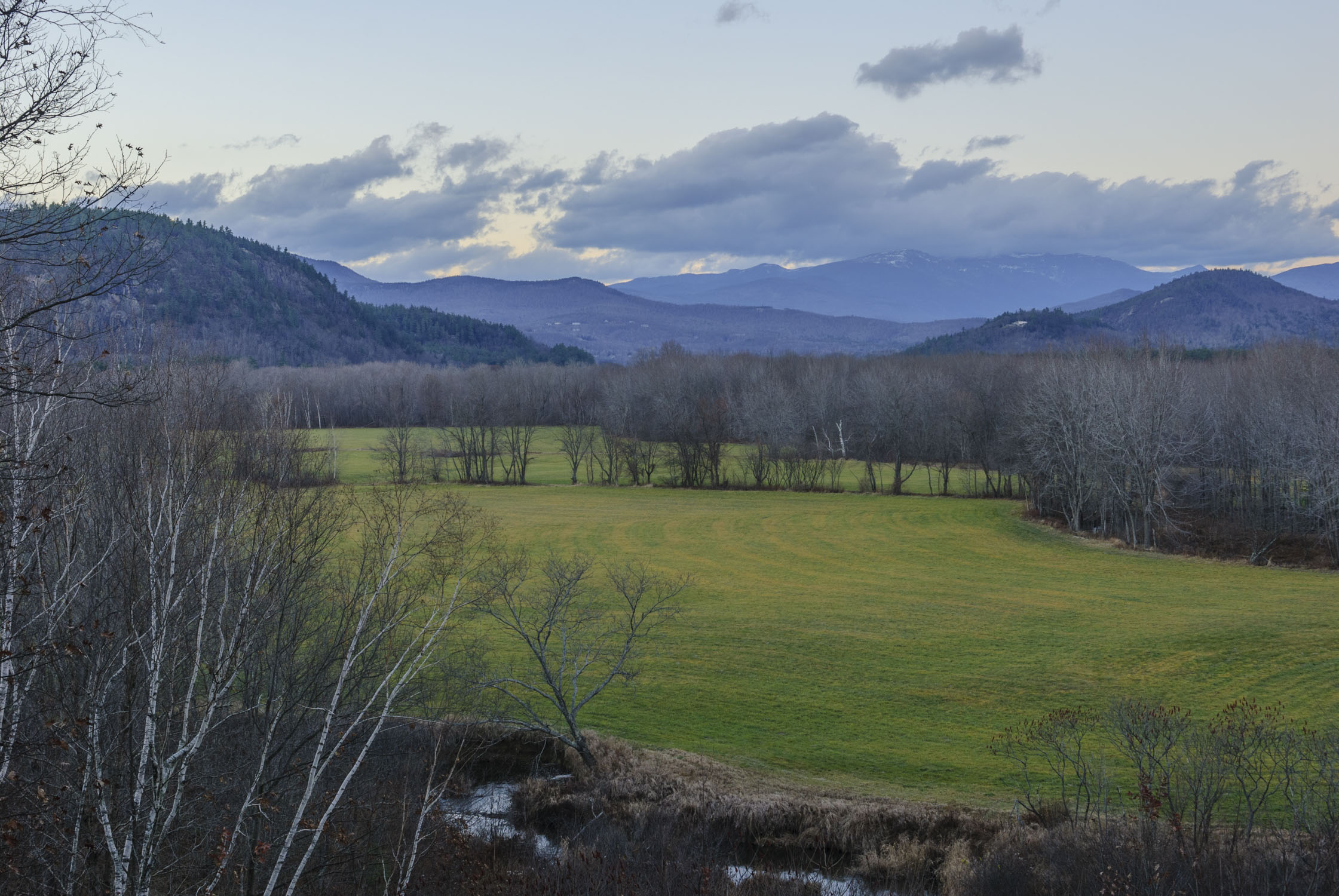 a large field split into two by barren trees, with Mount Washington in the distance