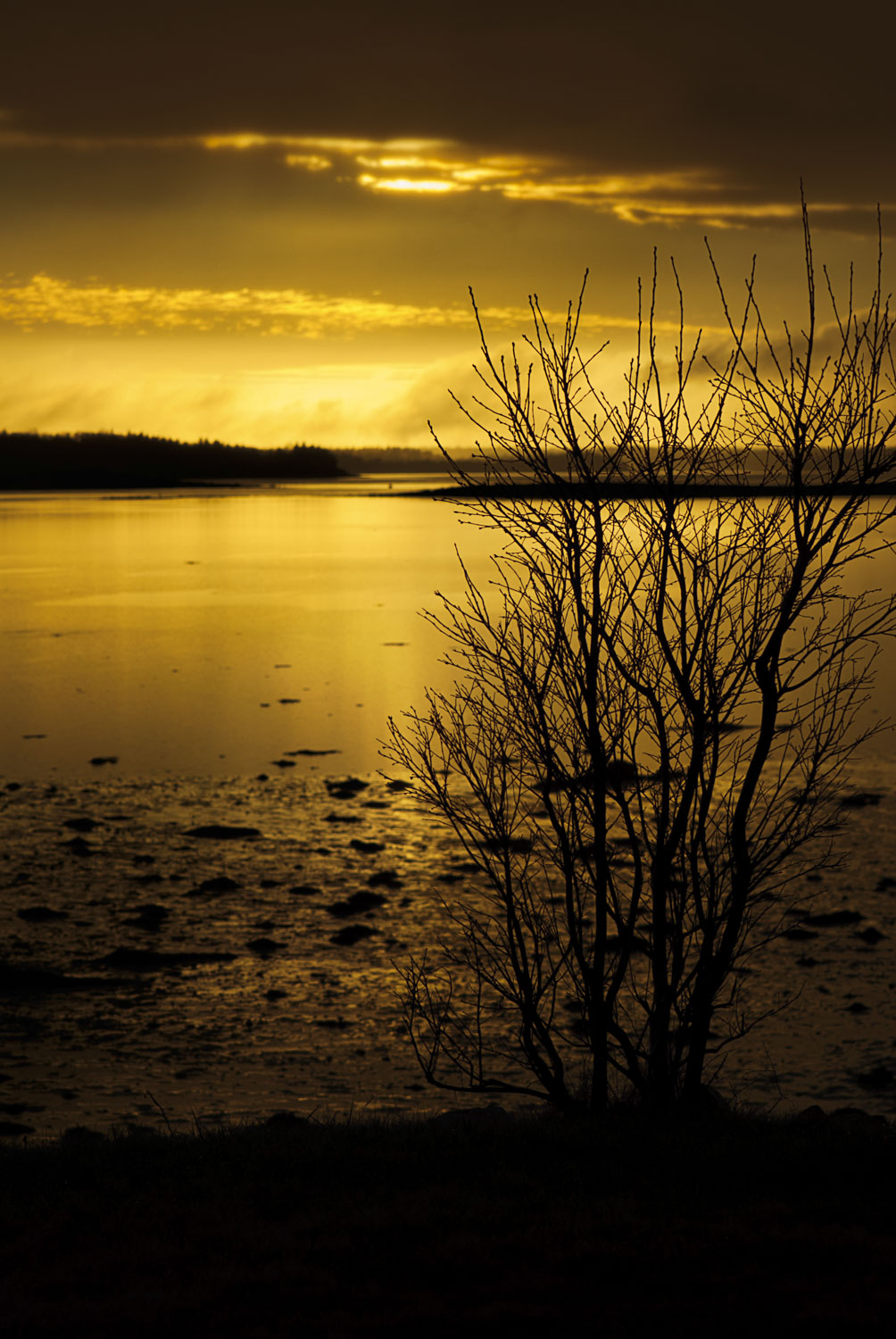 Branches of a small tree on the left, with a yellow glow from sunset shining on water