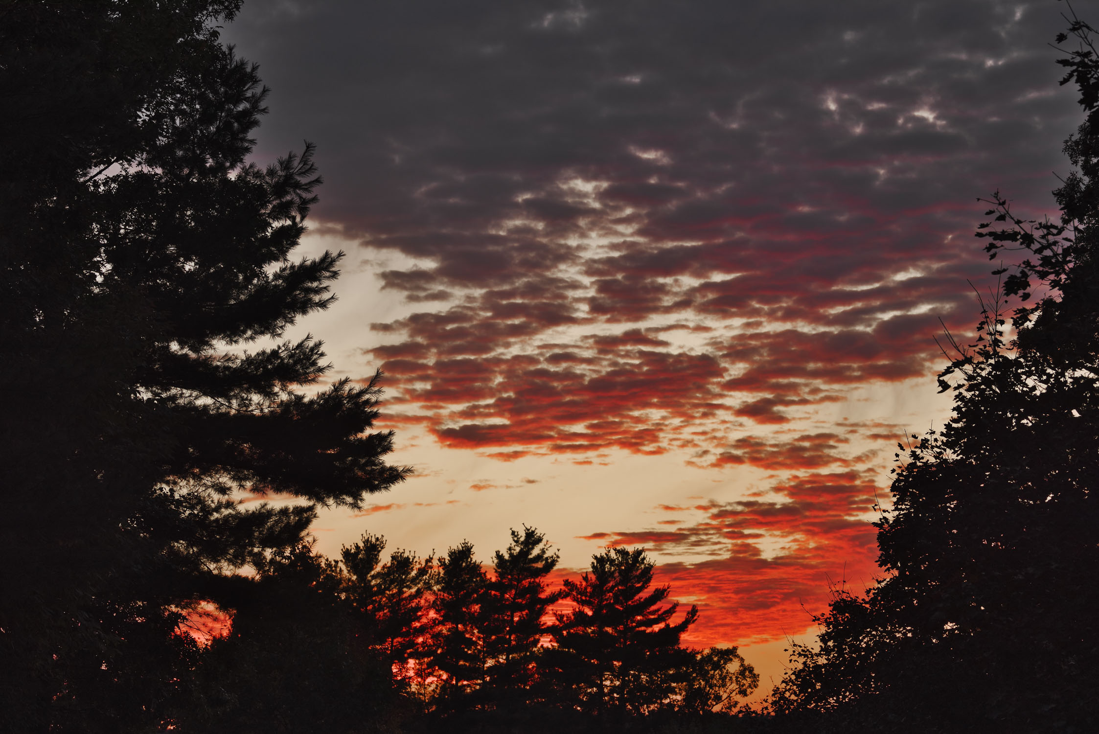 Tall trees are on each side of the photo, while in the middle the sky has scattered clouds light red by the already set sun