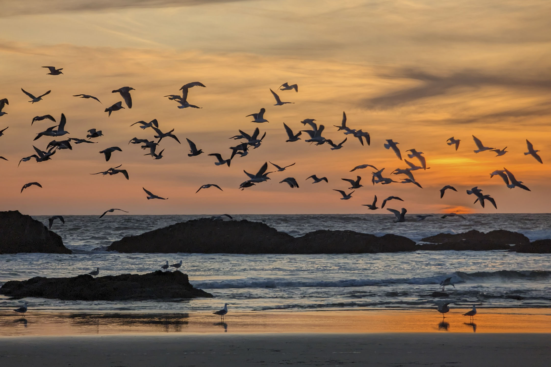 A flock of gulls flying over a beach with the golden light of the set sun in the sky.