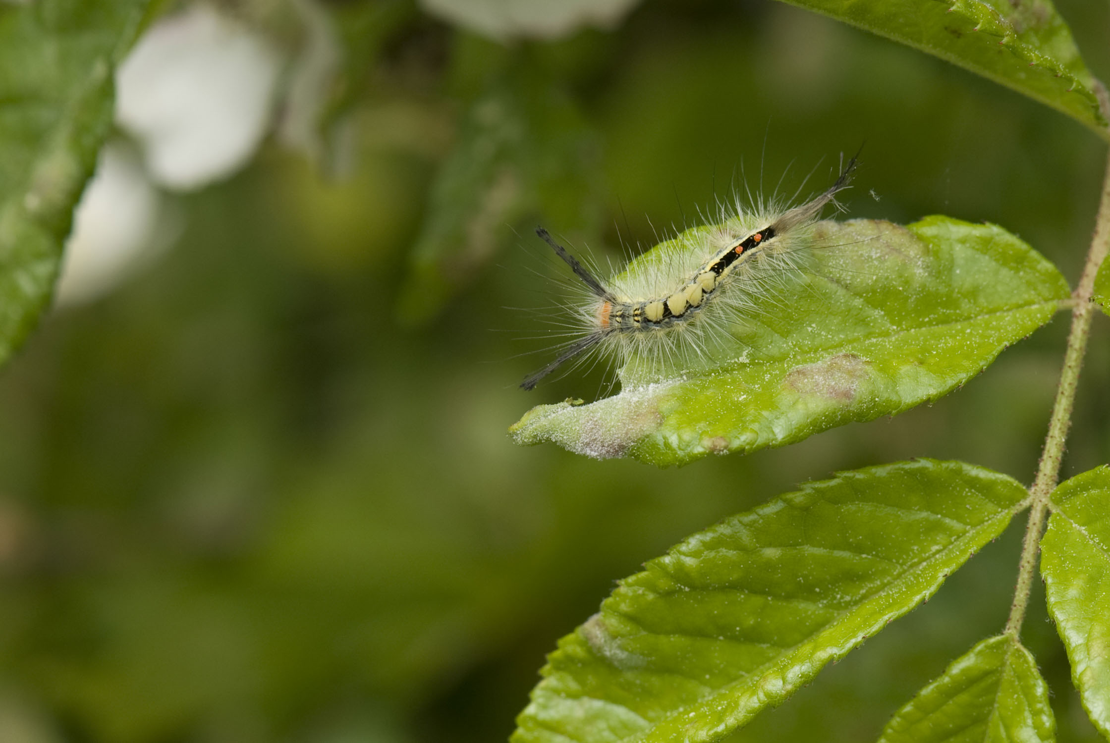 A colorful and hairy caterillar is on a partially eaten leaf.