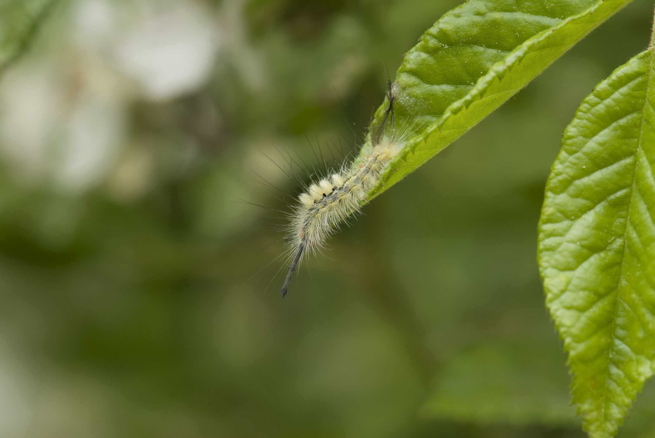 A caterpillar with long hairs is partially off a leaf.