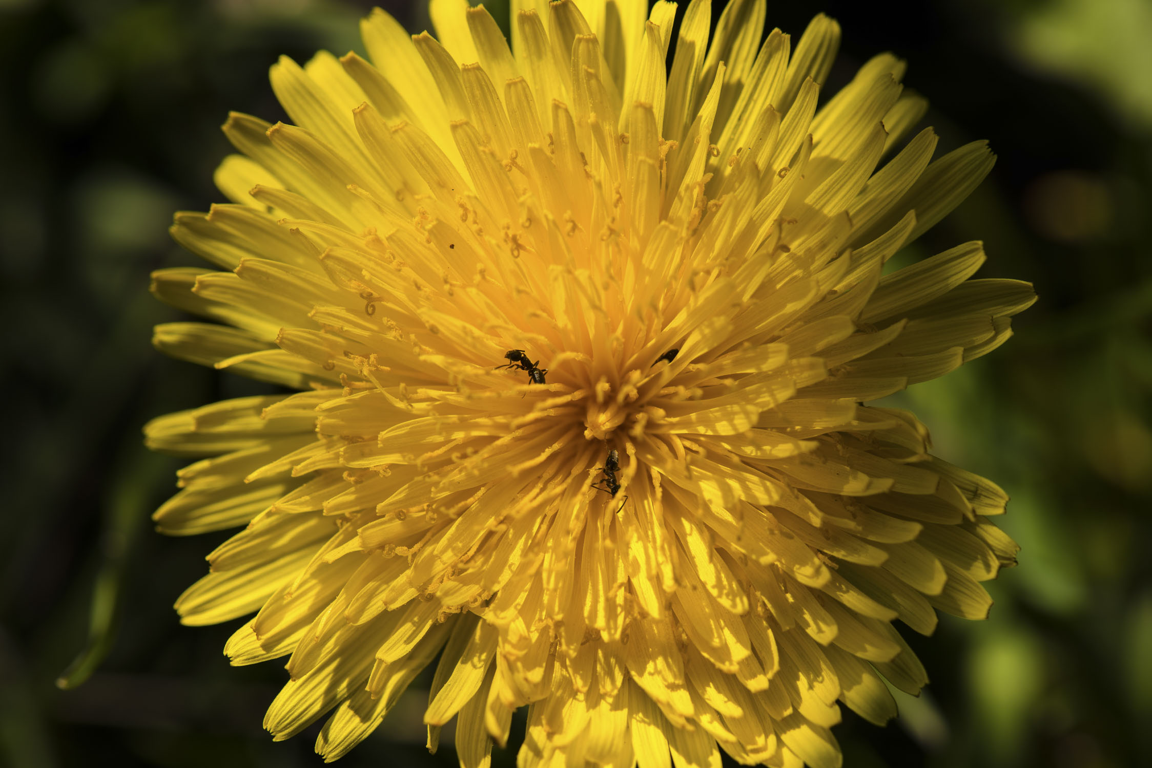 A yellow dandelion with some ants crawling on it.