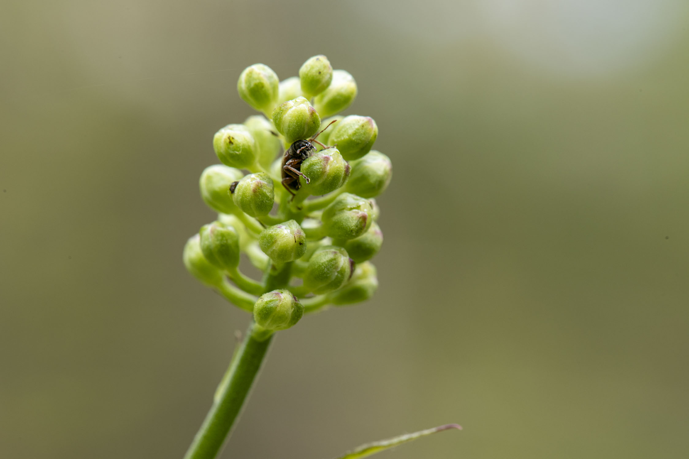 A small brown beetle is on a green plant that has many small buds; the bug is hanging on to one of the buds.