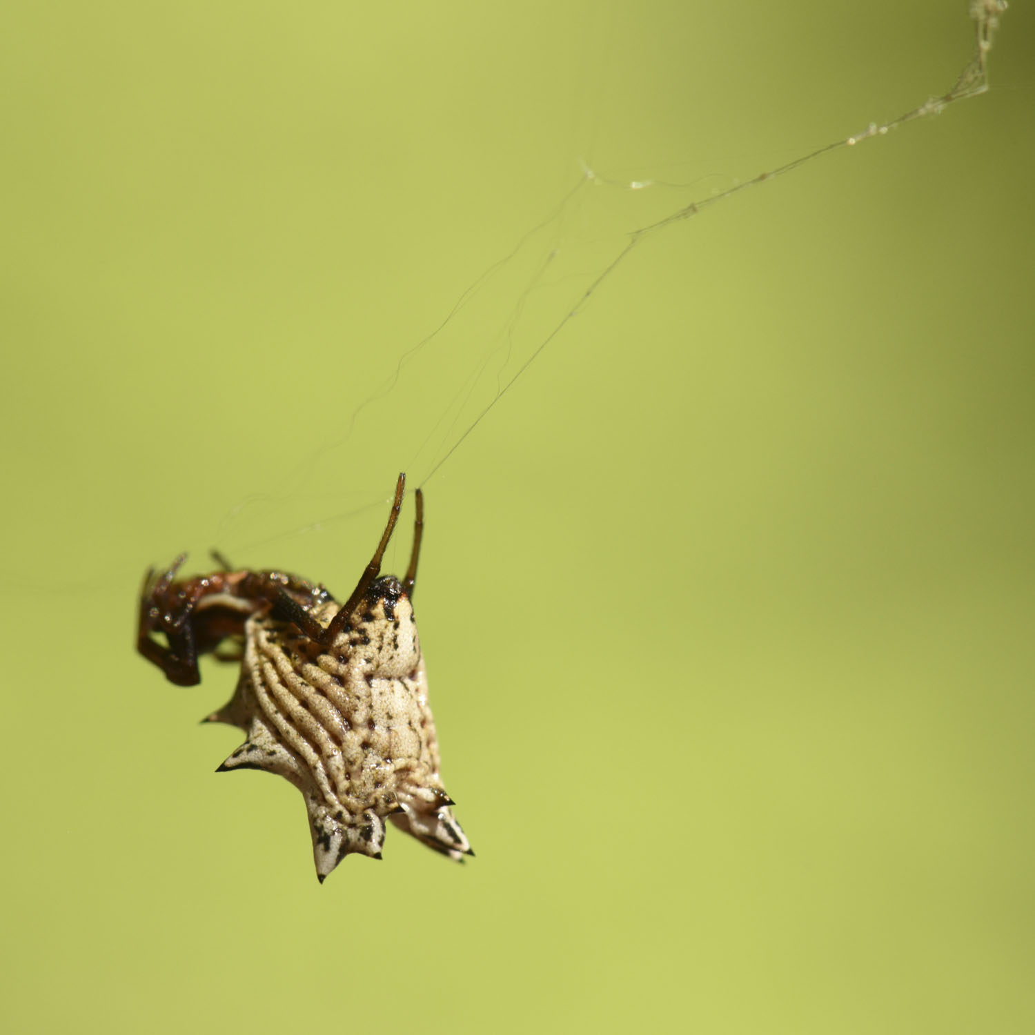 A strange looking spider is upside down; it looks like it is wearing a large tan hat.