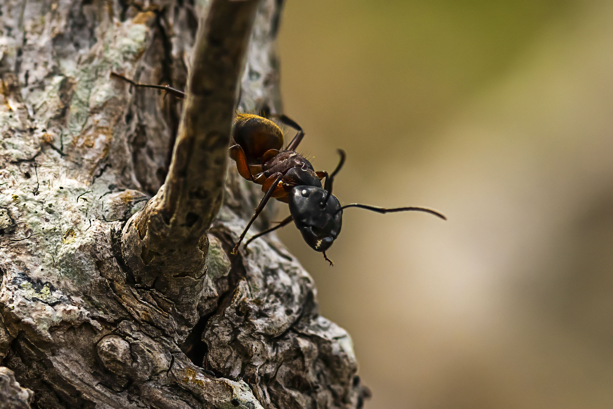 A close-up view of an ant on a tree.