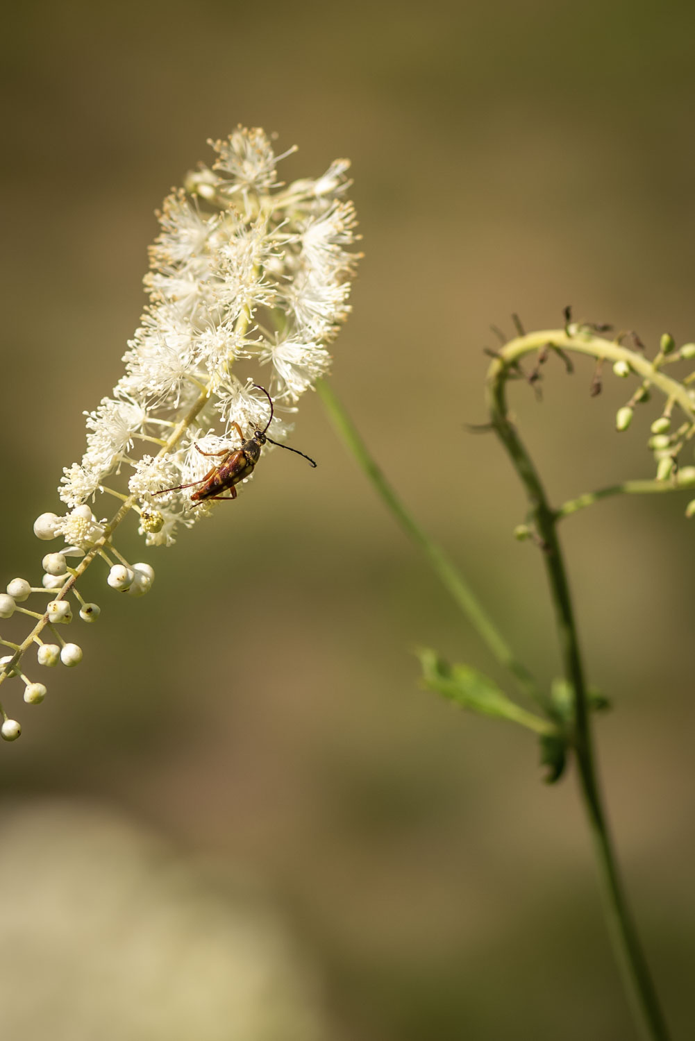 A small beetle is clinging to the side of a plant with tiny white flowers on a long stem.