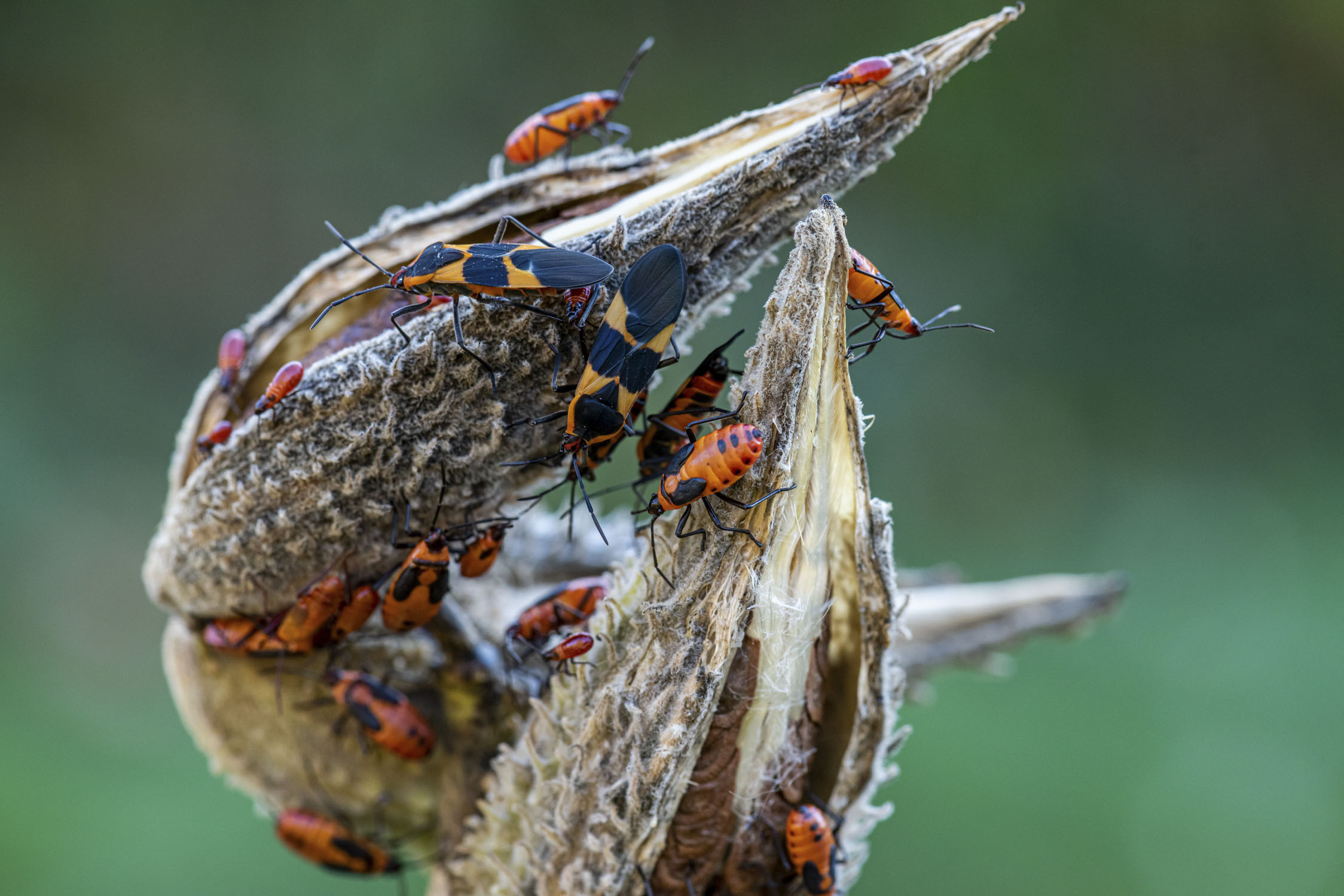 Many milkweed beetles, both adult and larvae, are swarming on a milkweed.