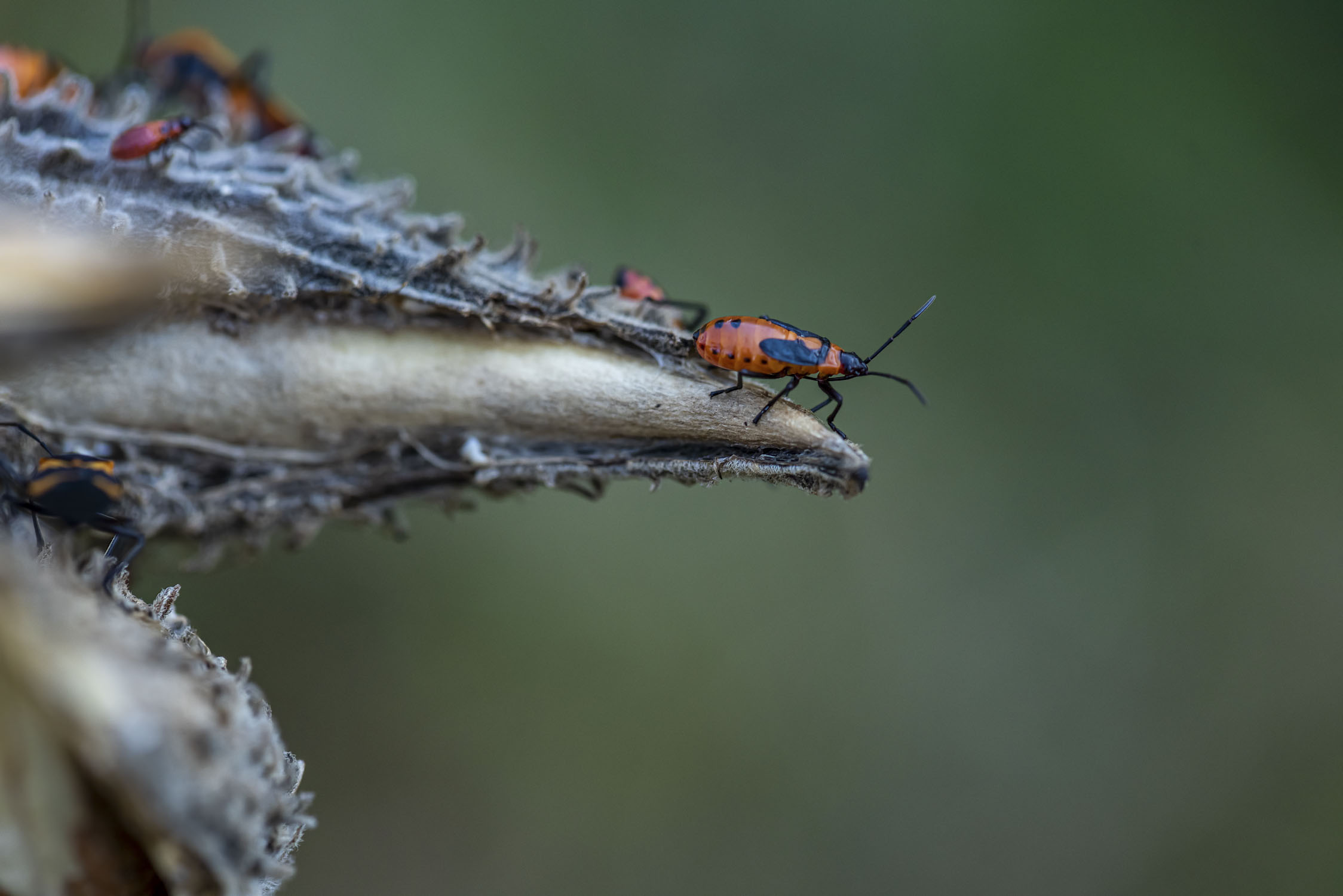 A colorful red and blank beetle is on a milkweed plant.