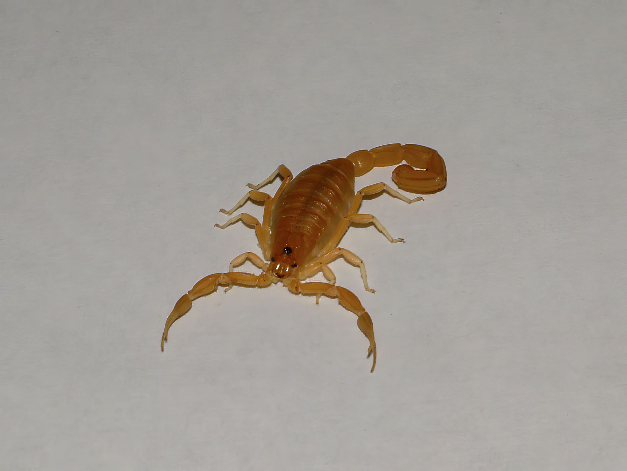 A scorpion is on a plain background.