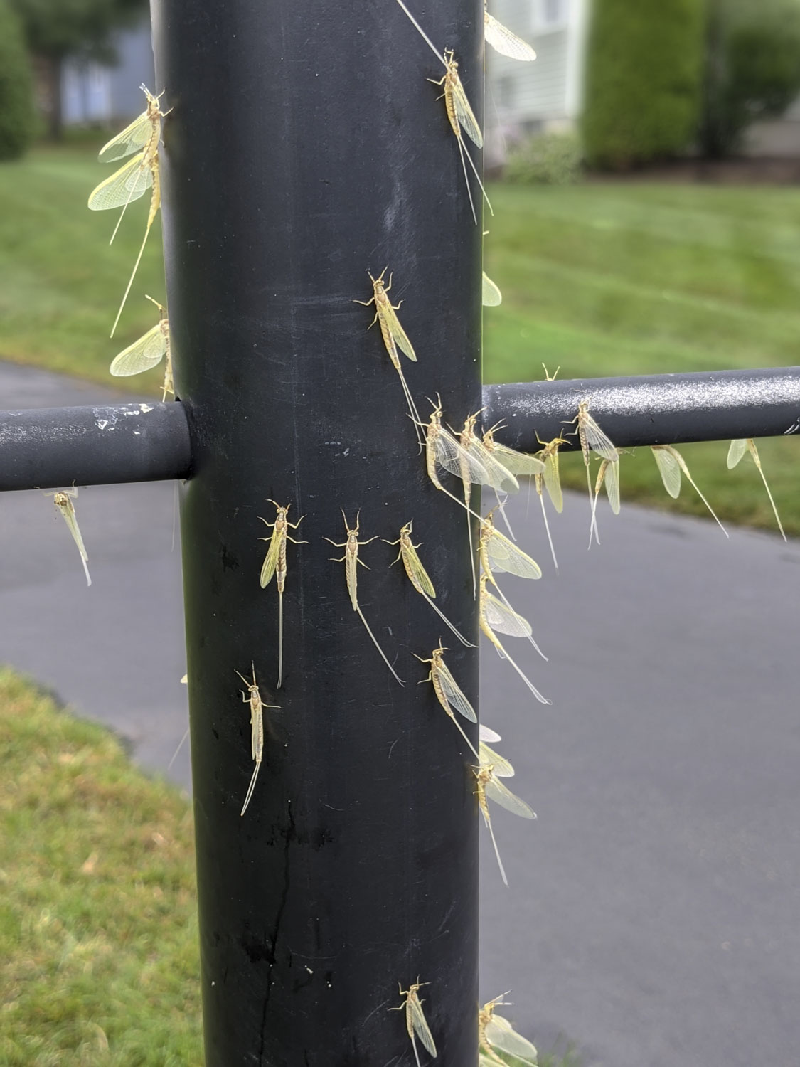 Many pale green flying bugs with long tails are on a black light post.