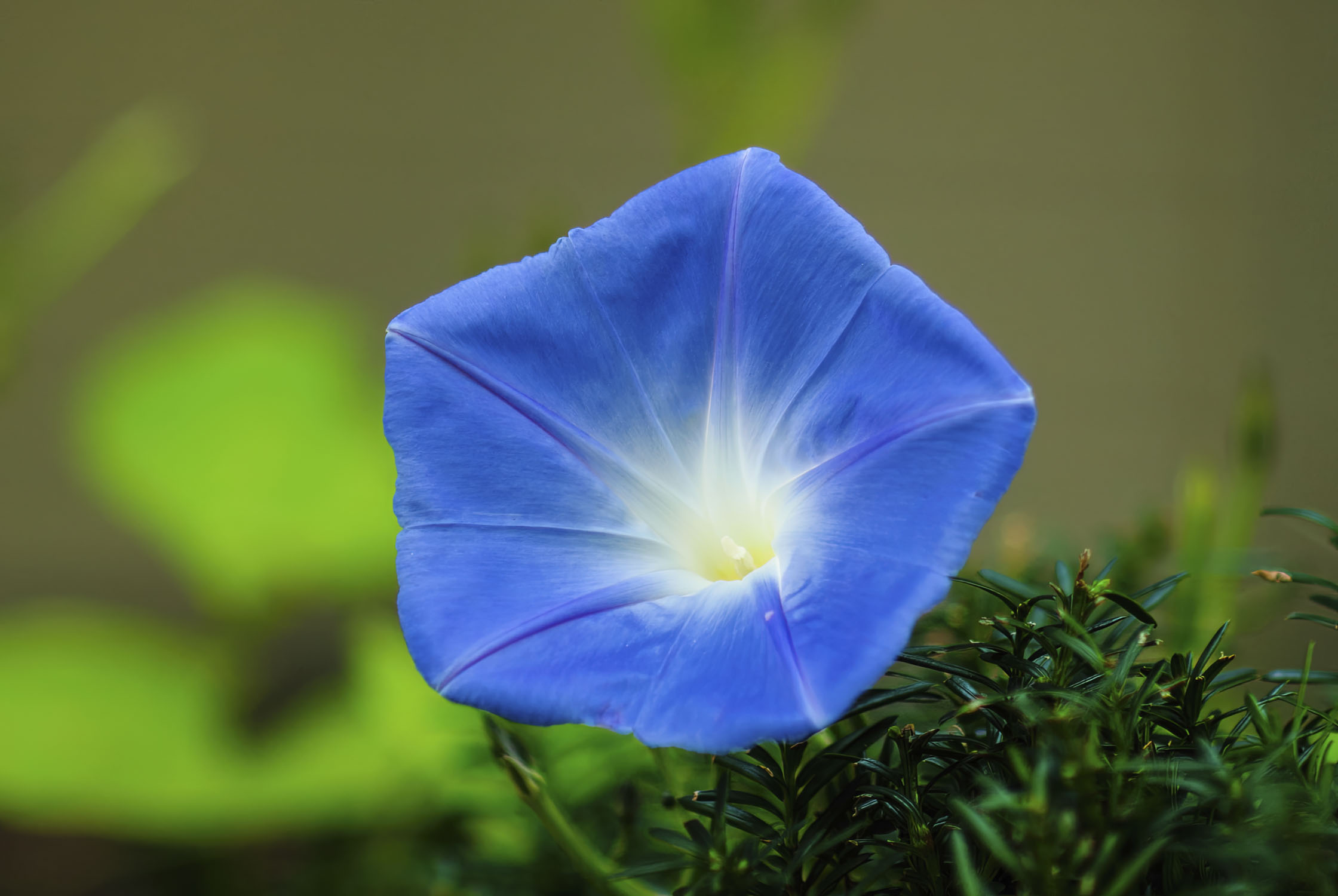 A Heavenly Blue Morning Glory flower