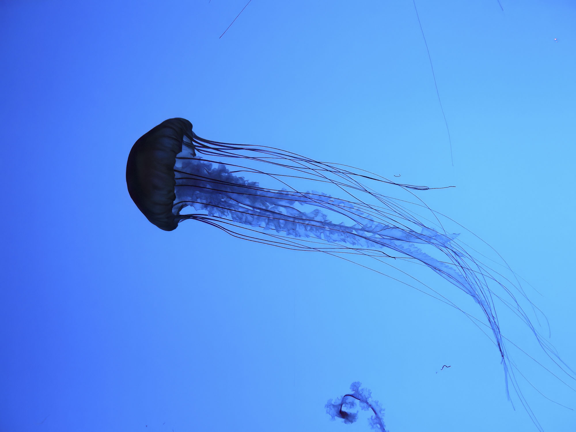 A jellyfish against a blue backgroun