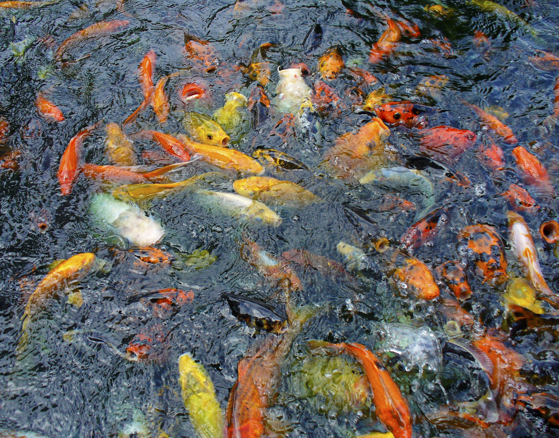 A Koi pond