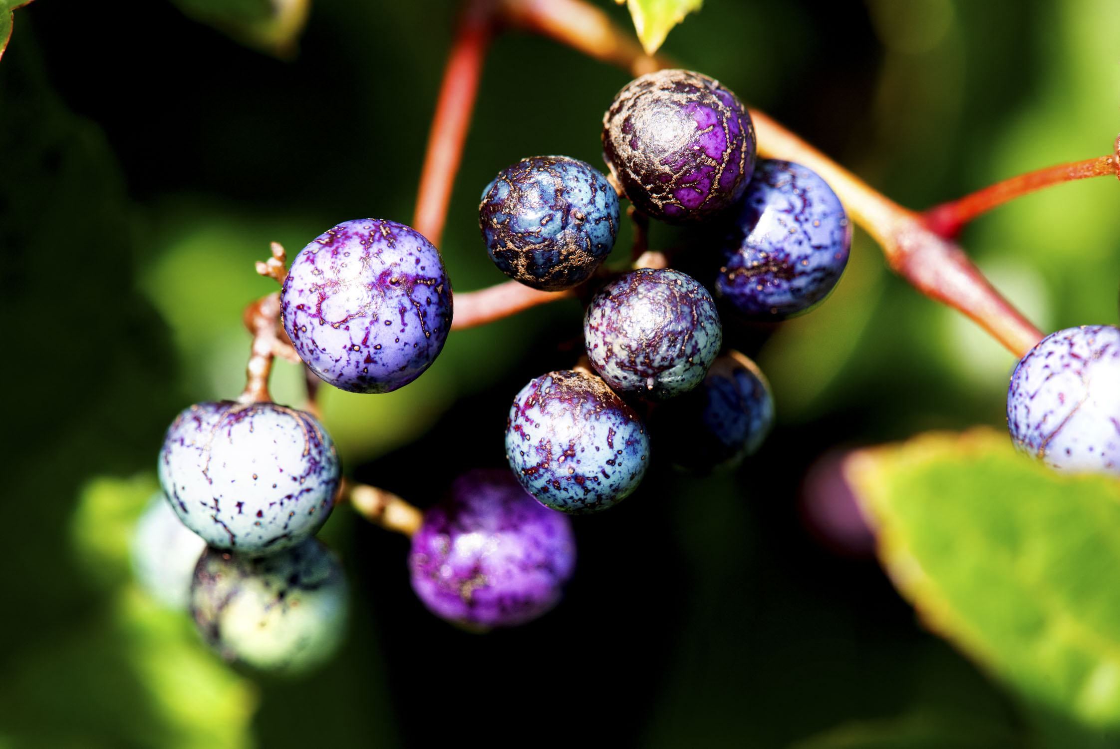 Colorful berries on a vine