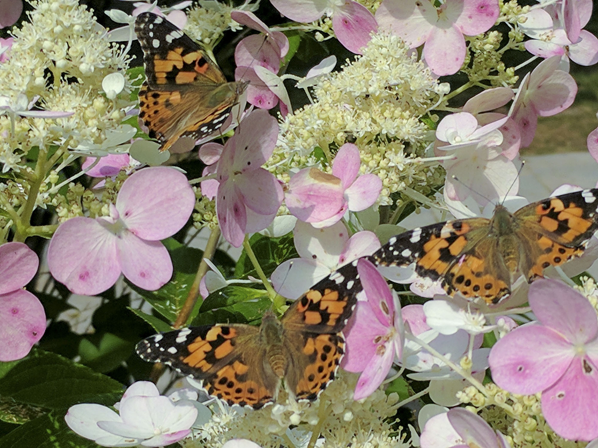 White, cream and pink flowers with orange and black butterflies