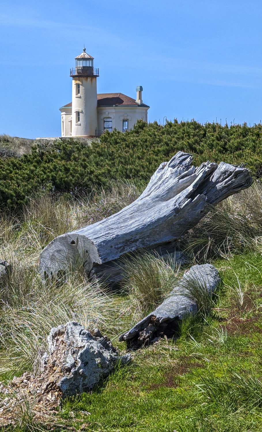 Driftwood is in front of a lighthouse