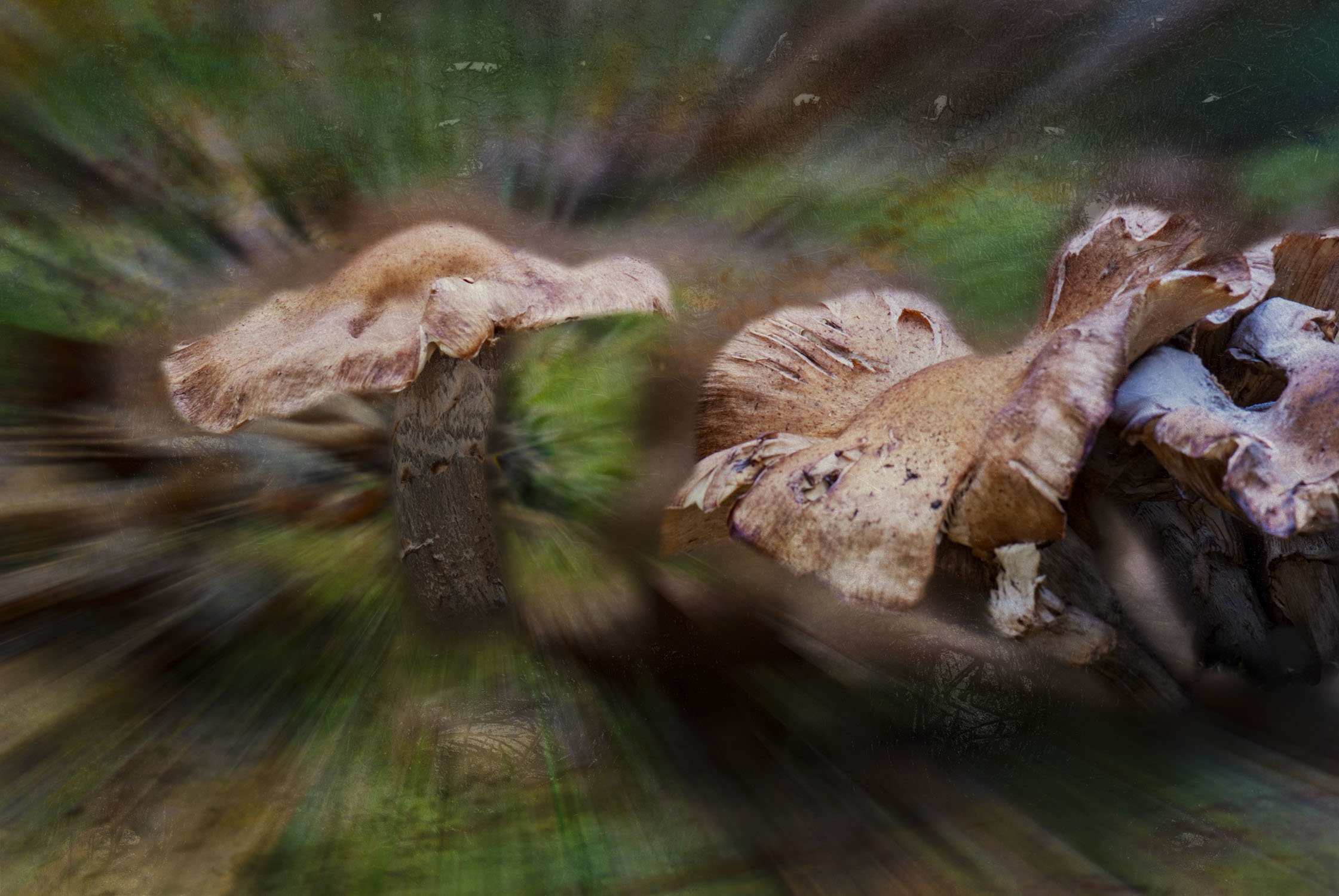 Mushrooms from Sebago