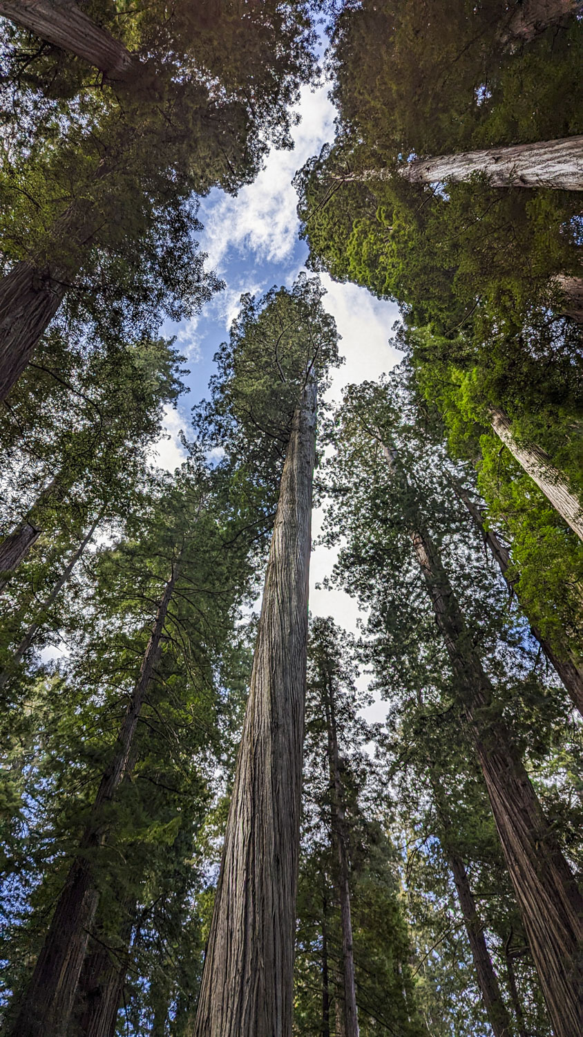 Looking up very tall trees towards the sky
