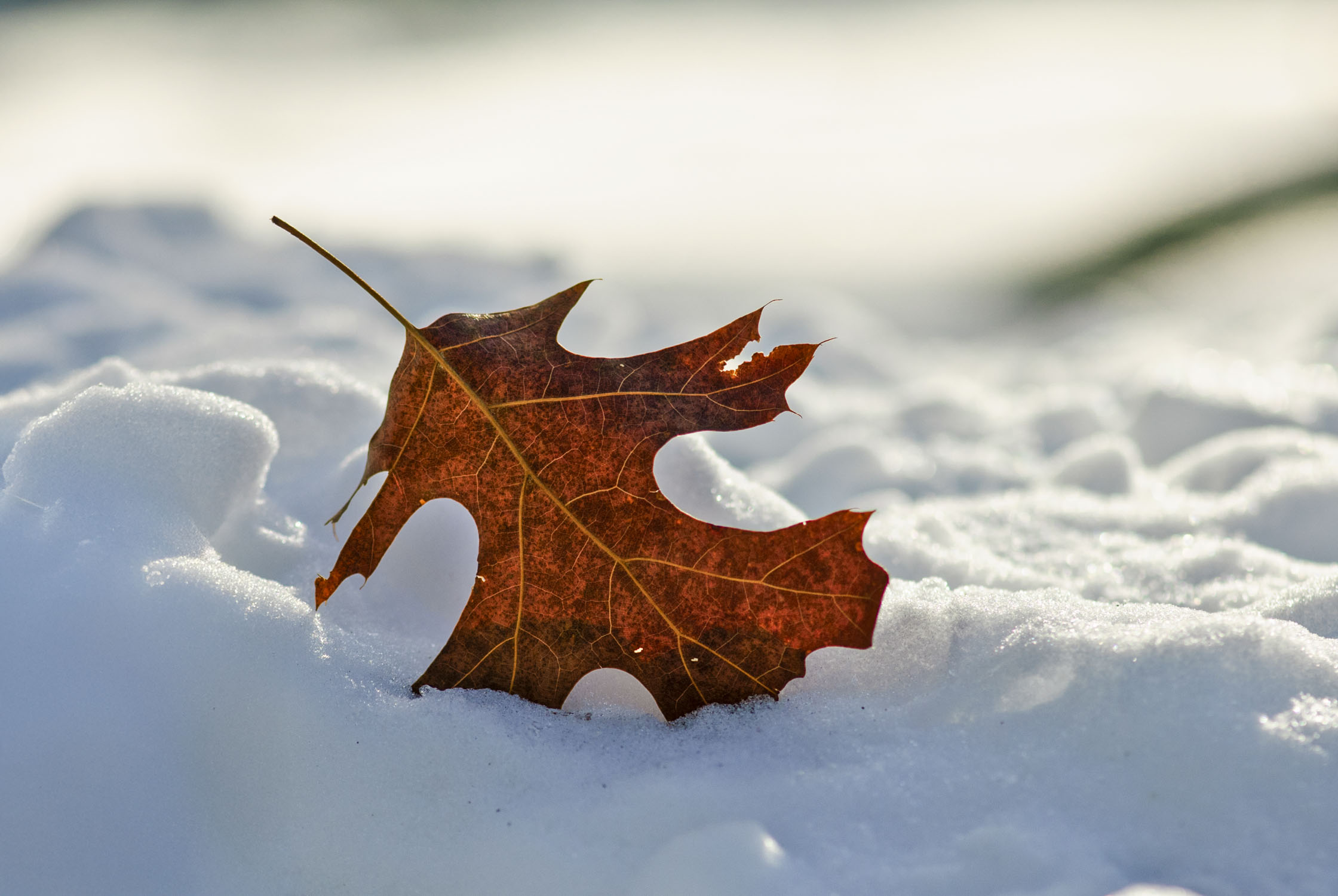 A leaf in the snow