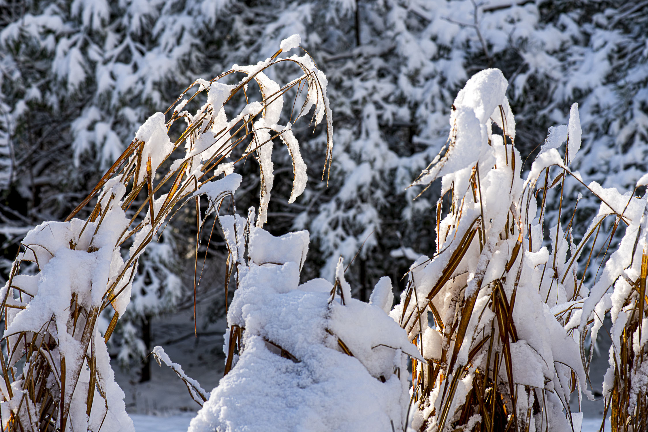 Ornamental grass covered with snow
