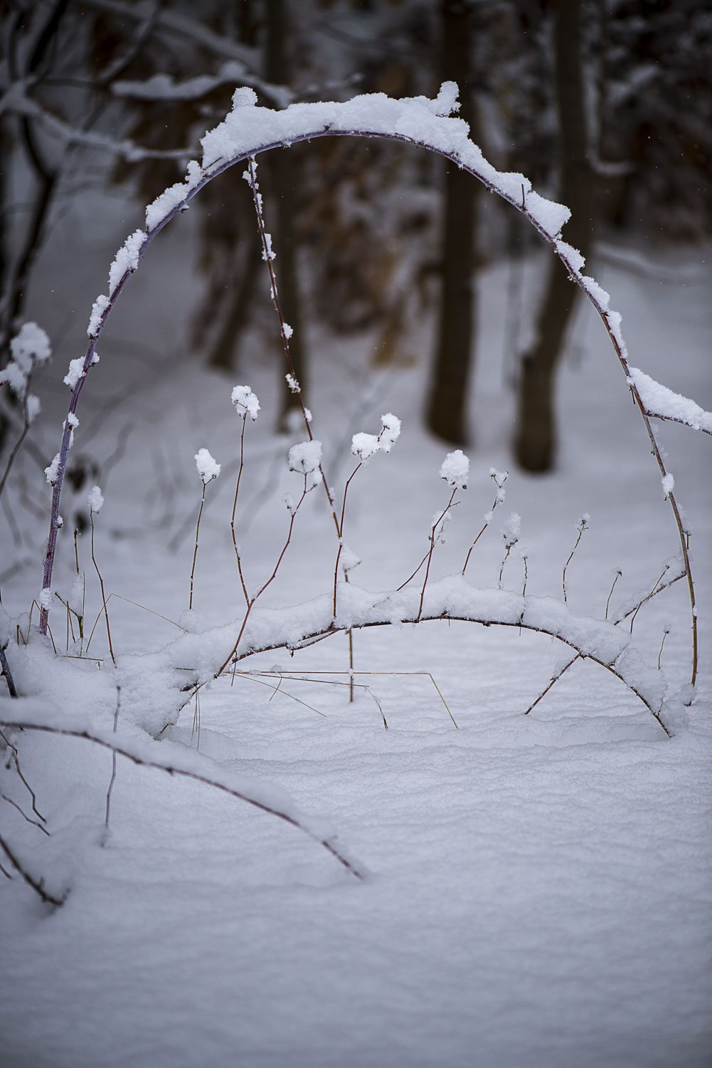 Wild raspberry bush covered with snow