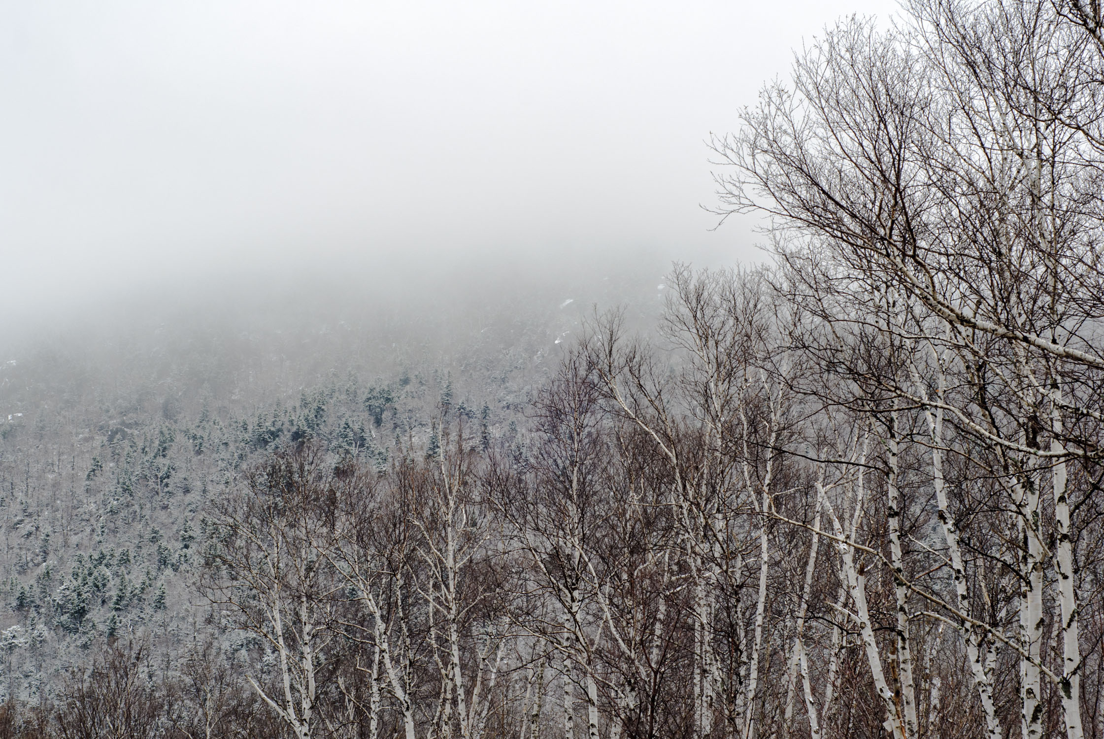 A foggy day with a stand of white birch trees with snow covered evergreens in the distance